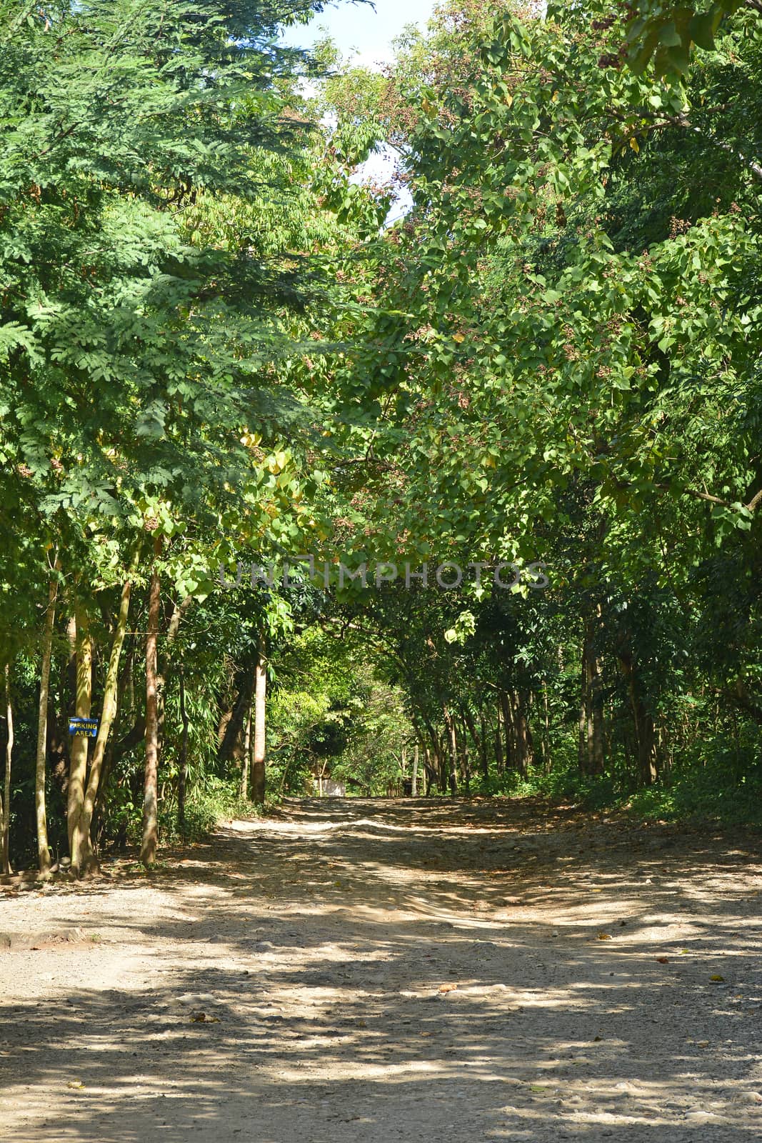 Calinawan road with surrounding trees along the way in Tanay, Rizal