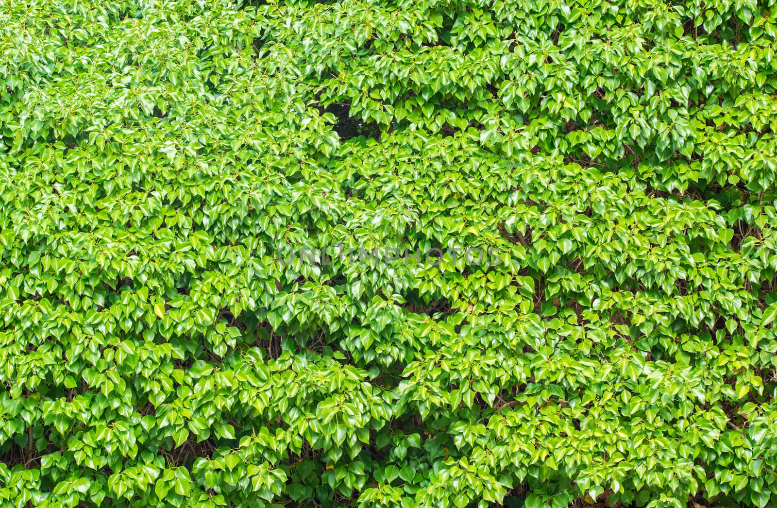 Wall of fresh green ivy background texture