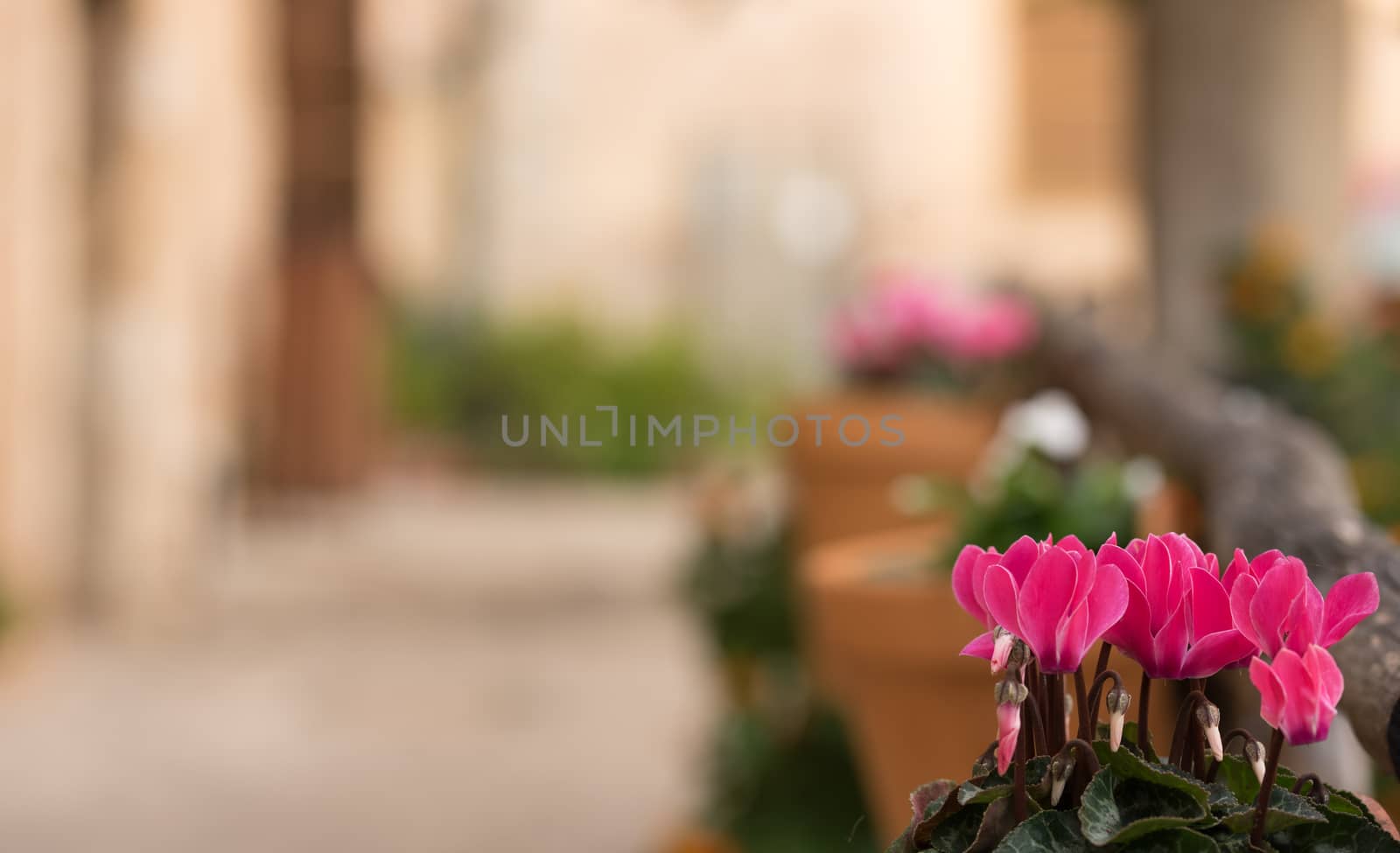 Close-up of potted pink cyclamen flower with copy space