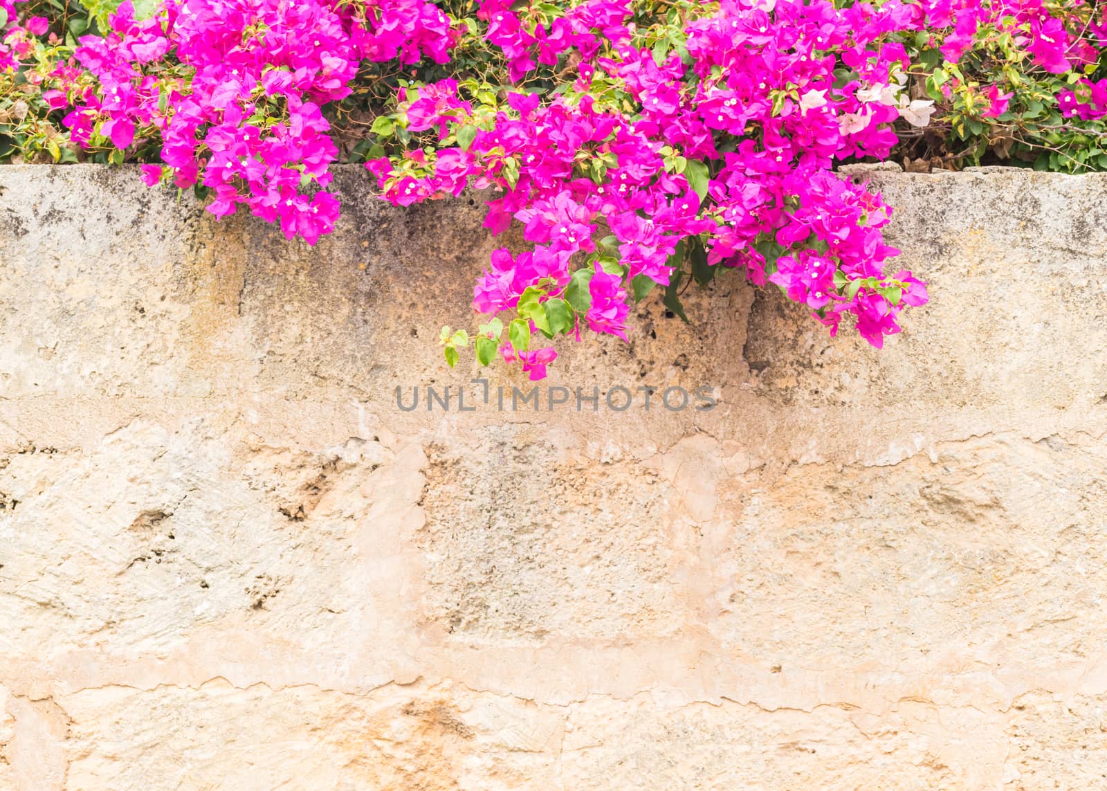 Rustic old wall background with pink bougainvillea blossoms and copy space 