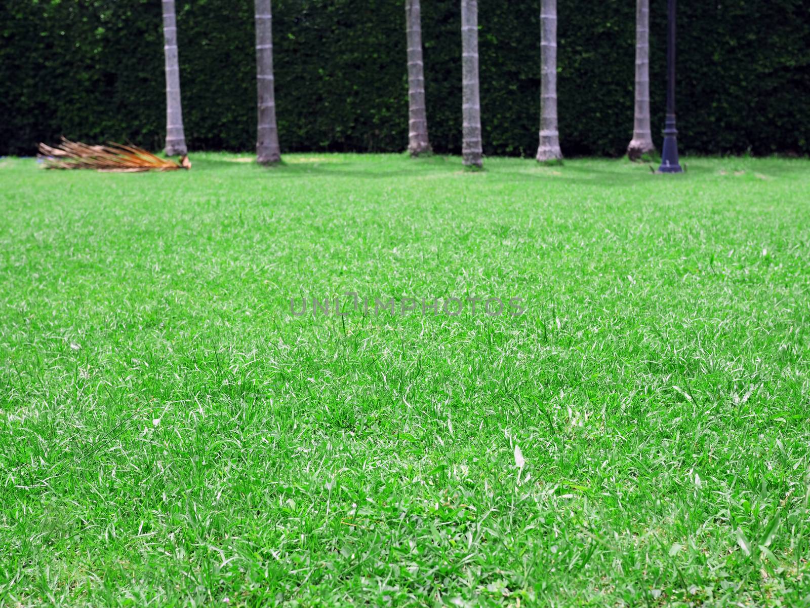 Green grass ground On a palm tree background.