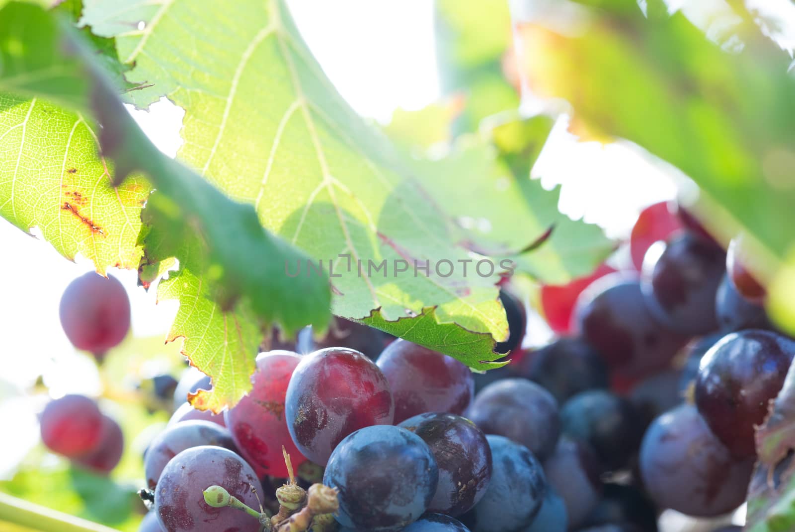Purple blue grapes with green leaves hanging on vine