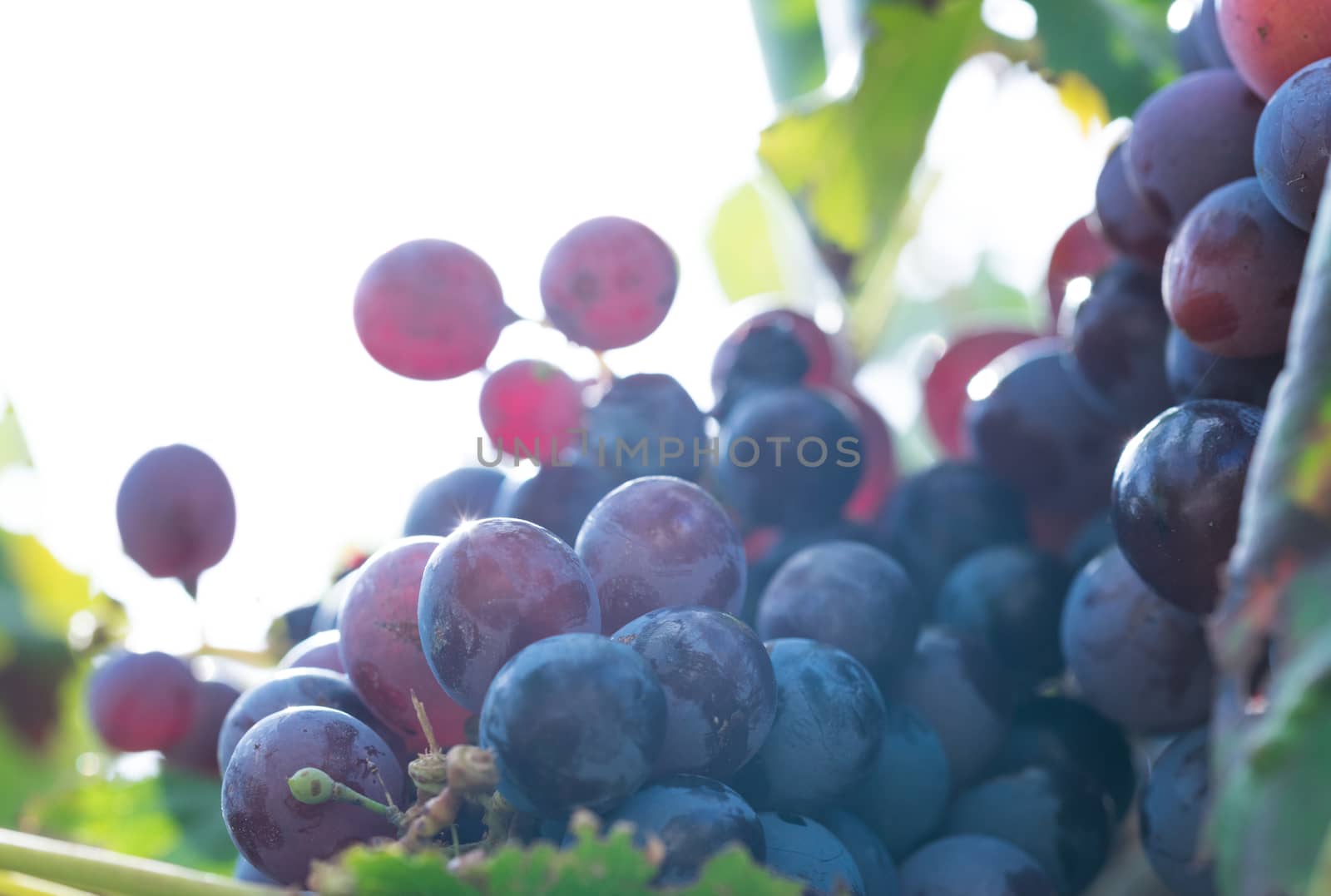 Fresh ripe purple red bunch of grapes, close-up