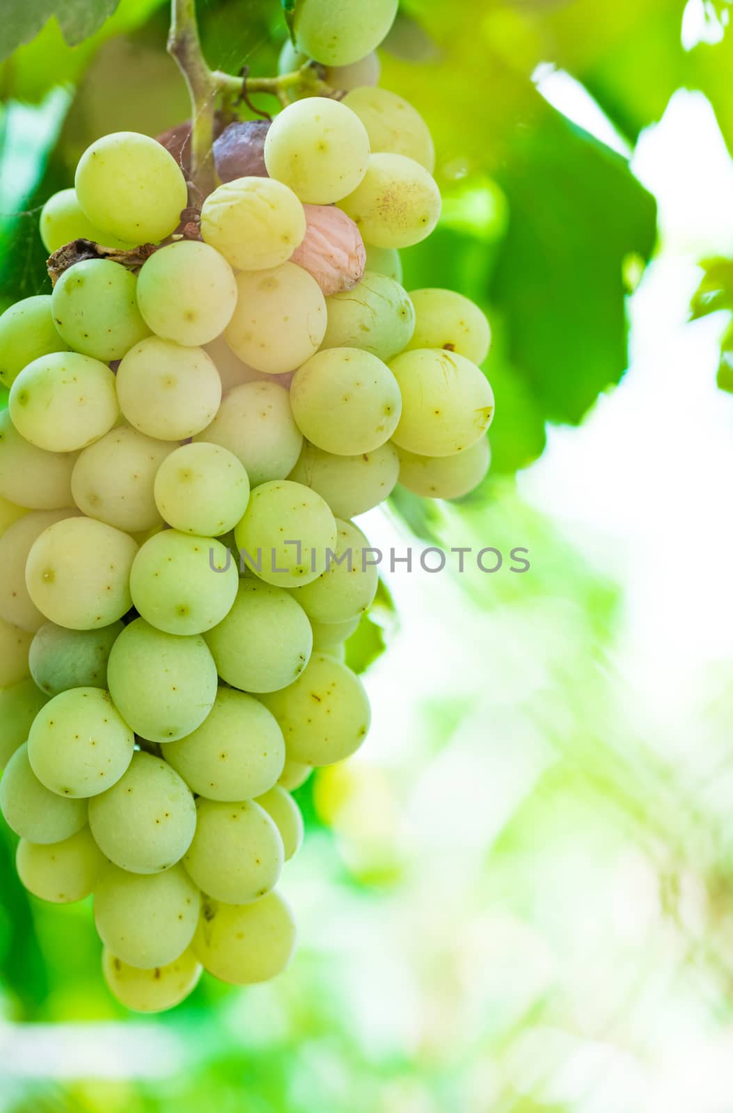 Yellow grapes with green leaves hanging on vine

