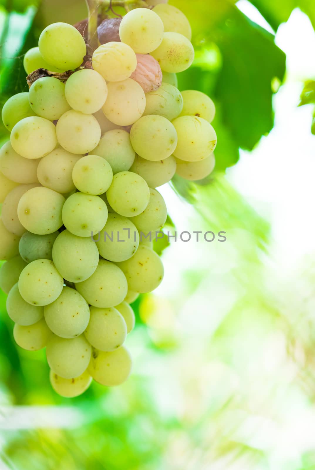 Fresh ripe yellow green bunch of grapes