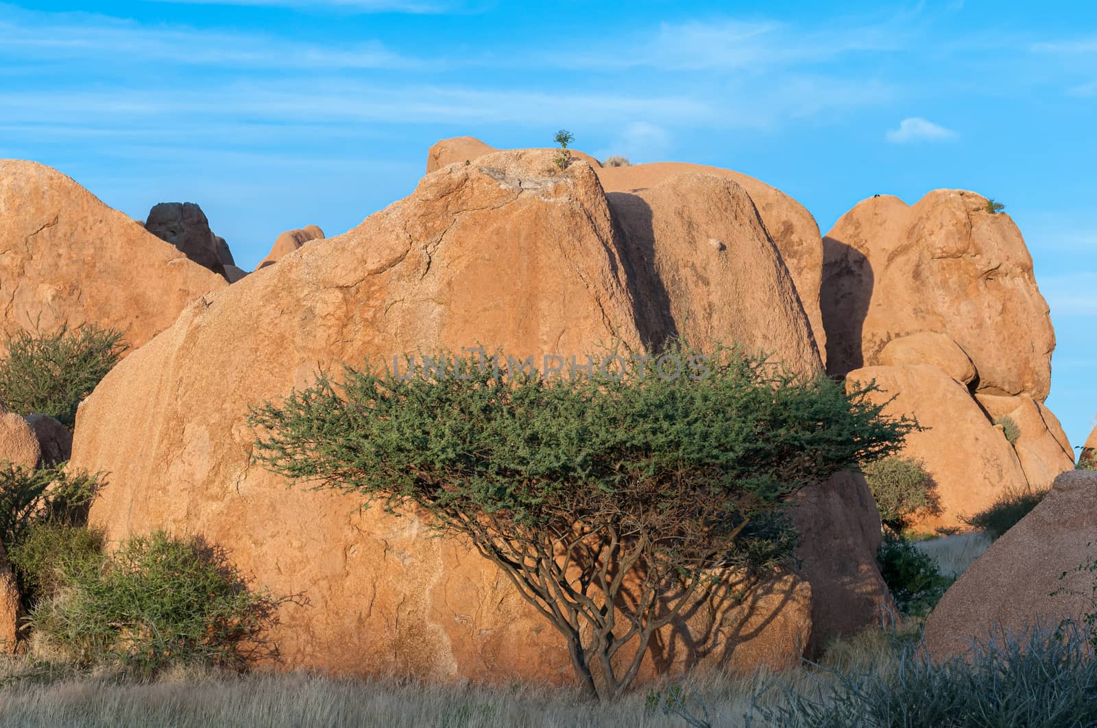A view of granite boulders and a tree at the greater Spitzkoppe