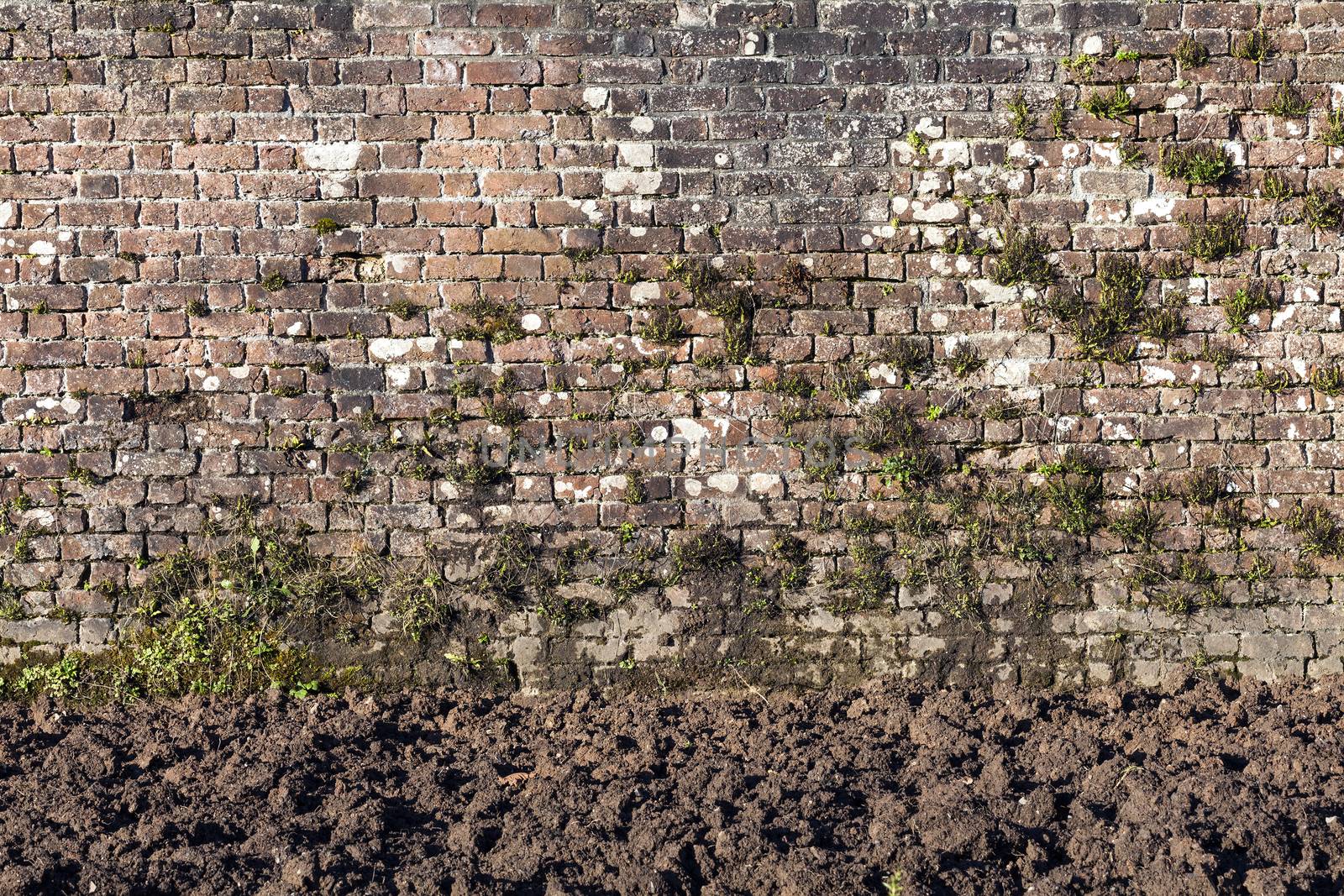 large weathered distressed red brick wall texture background by ant