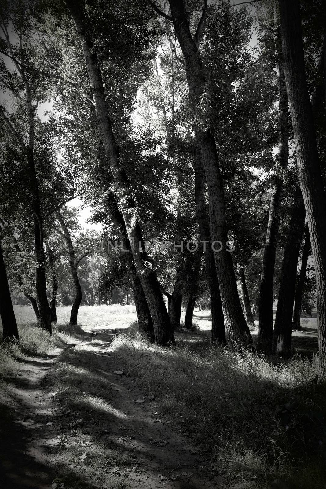In summer forest, black and white image