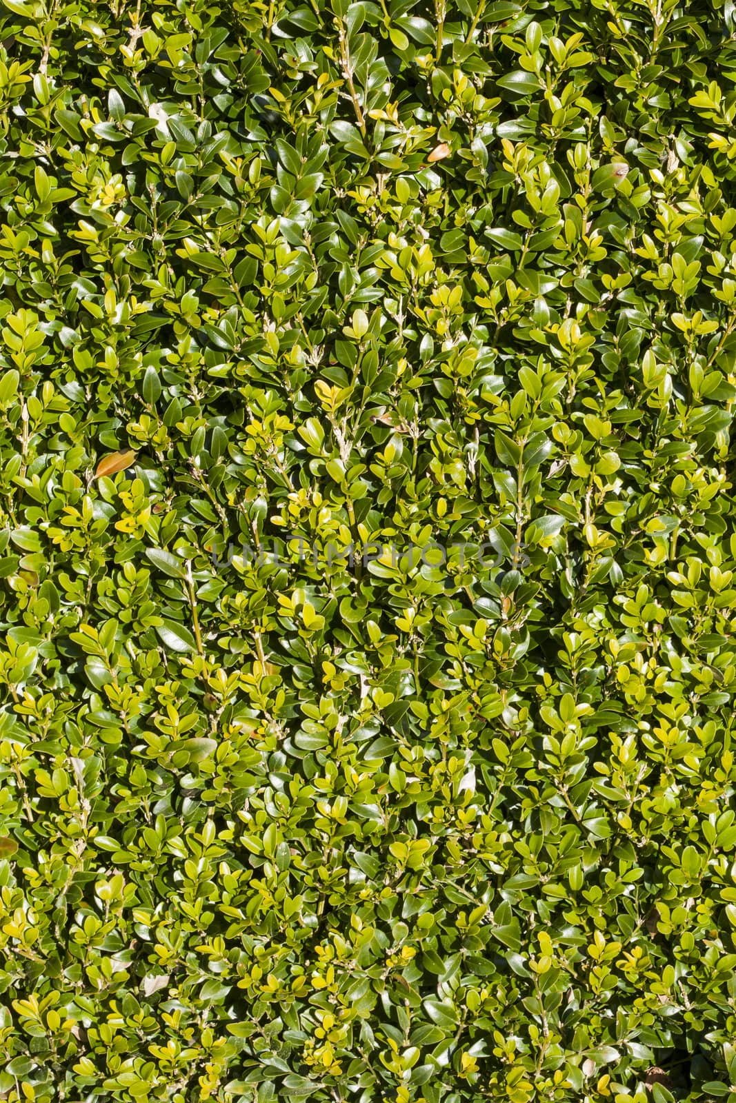 Neatly cut green evergreen privet hedge background