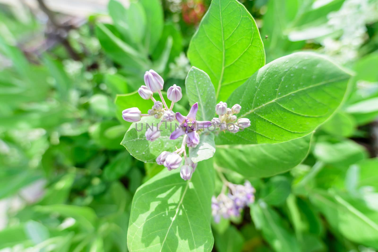 Calotropis giantea