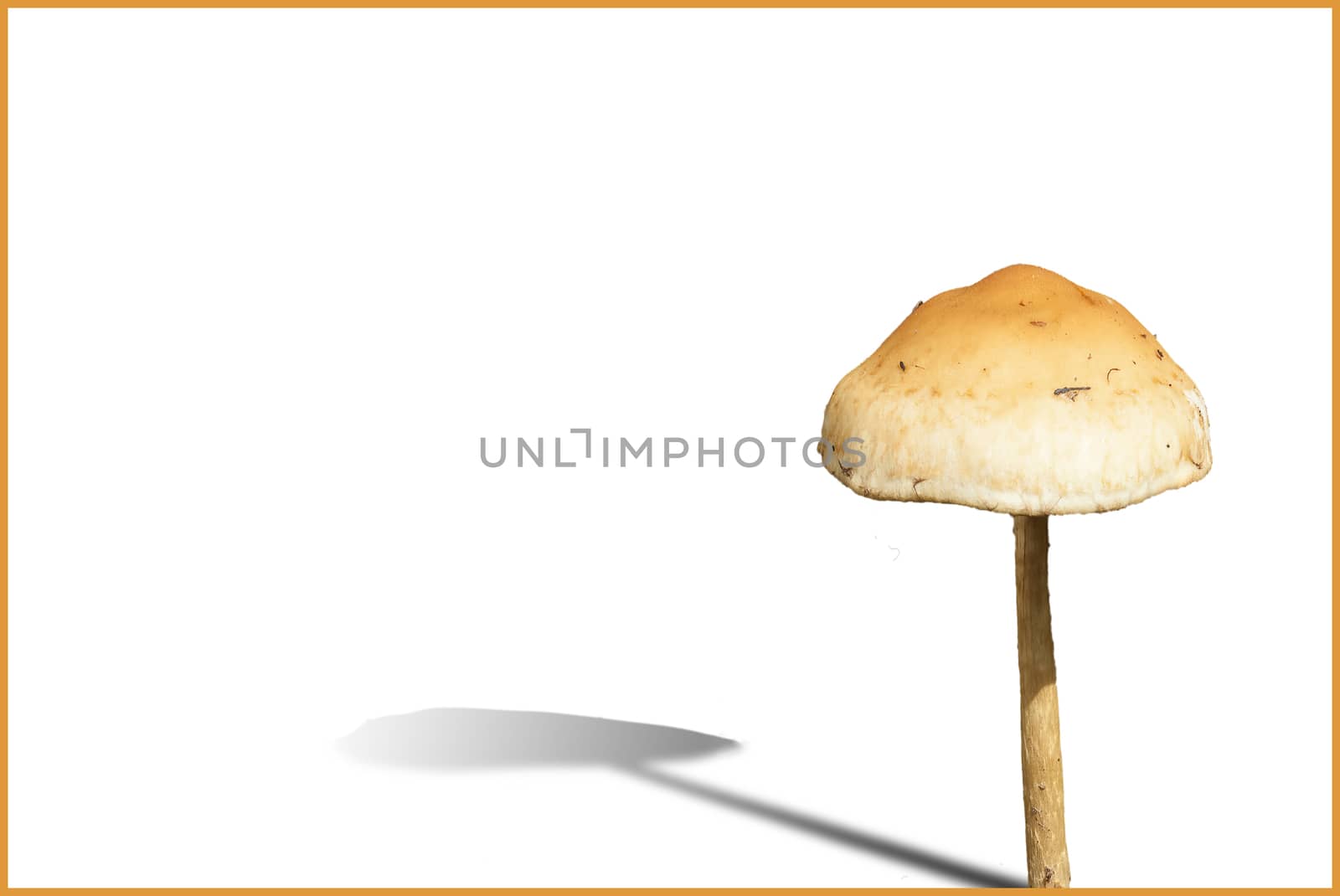 Woodland fungi mushroom with a drop shadow cut out and isolated on a white background