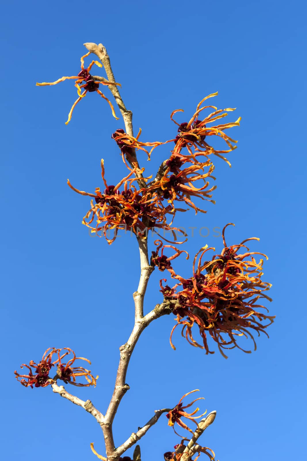 Hamamelis x Intermedia 'Jelena' (Witch Hazel) an orange red winter spring season flowering shrub