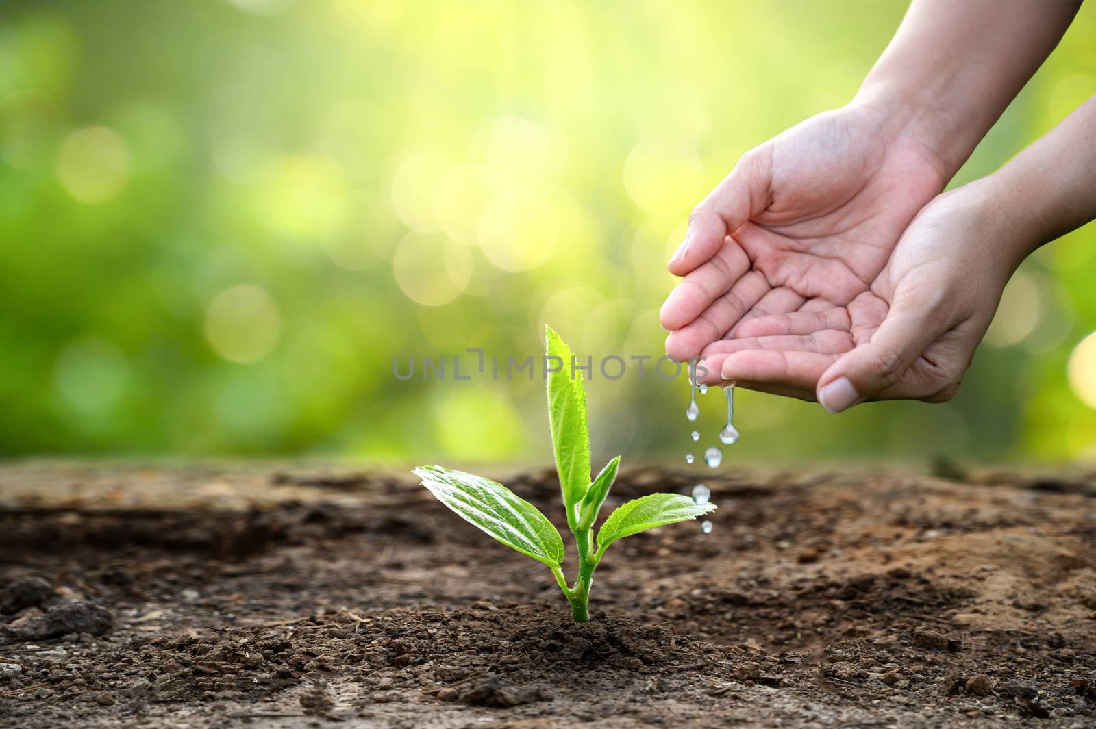 hand Watering plants tree mountain green Background Female hand holding tree on nature field grass Forest conservation concept