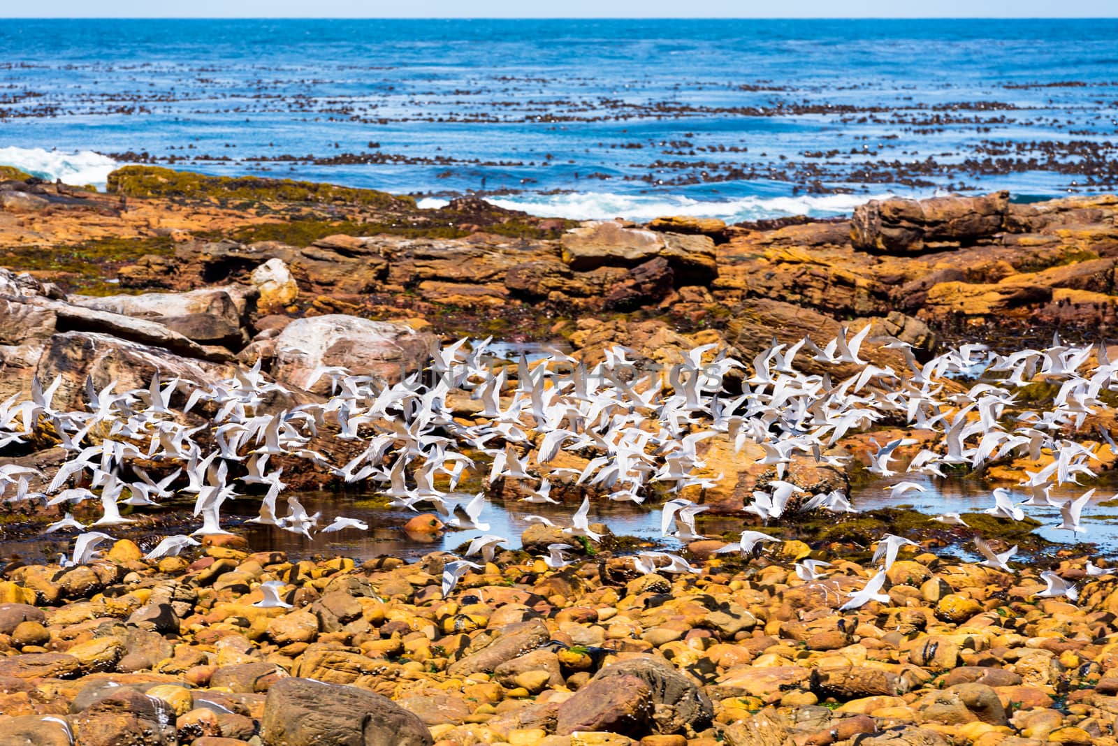 A flock of sea gulls takes off from the rocky Cape of Good Hope.