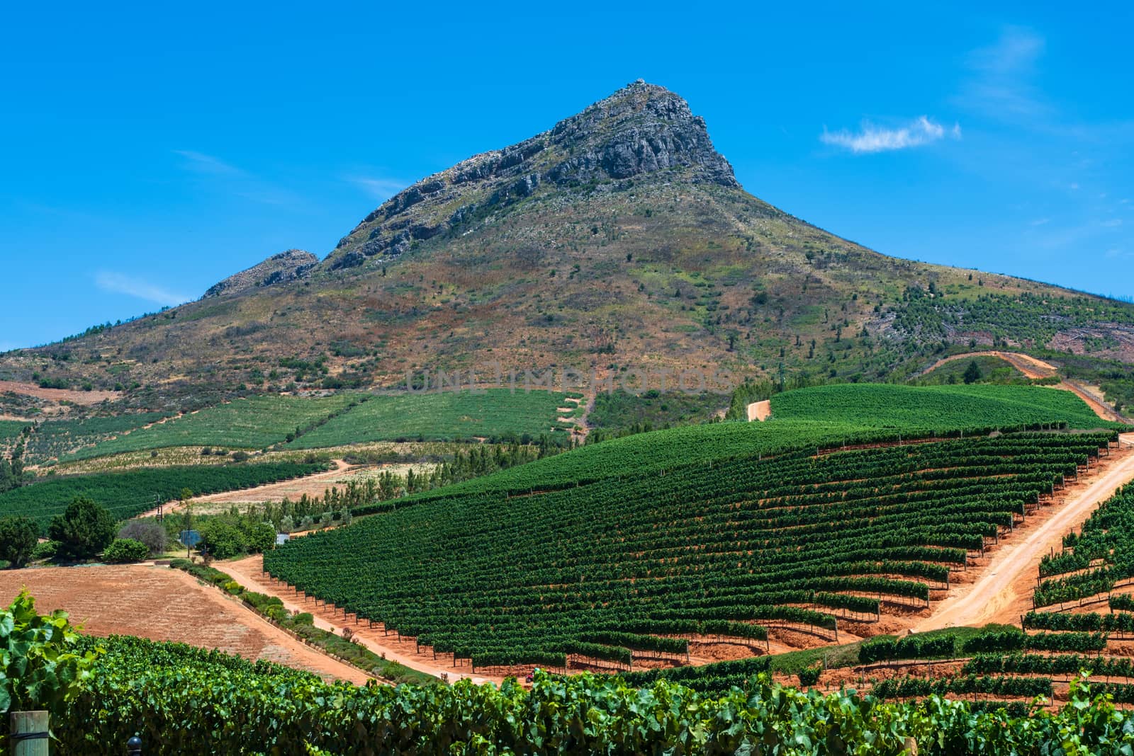 Mount Sttelnbosch overlooking a South African vineyard.
