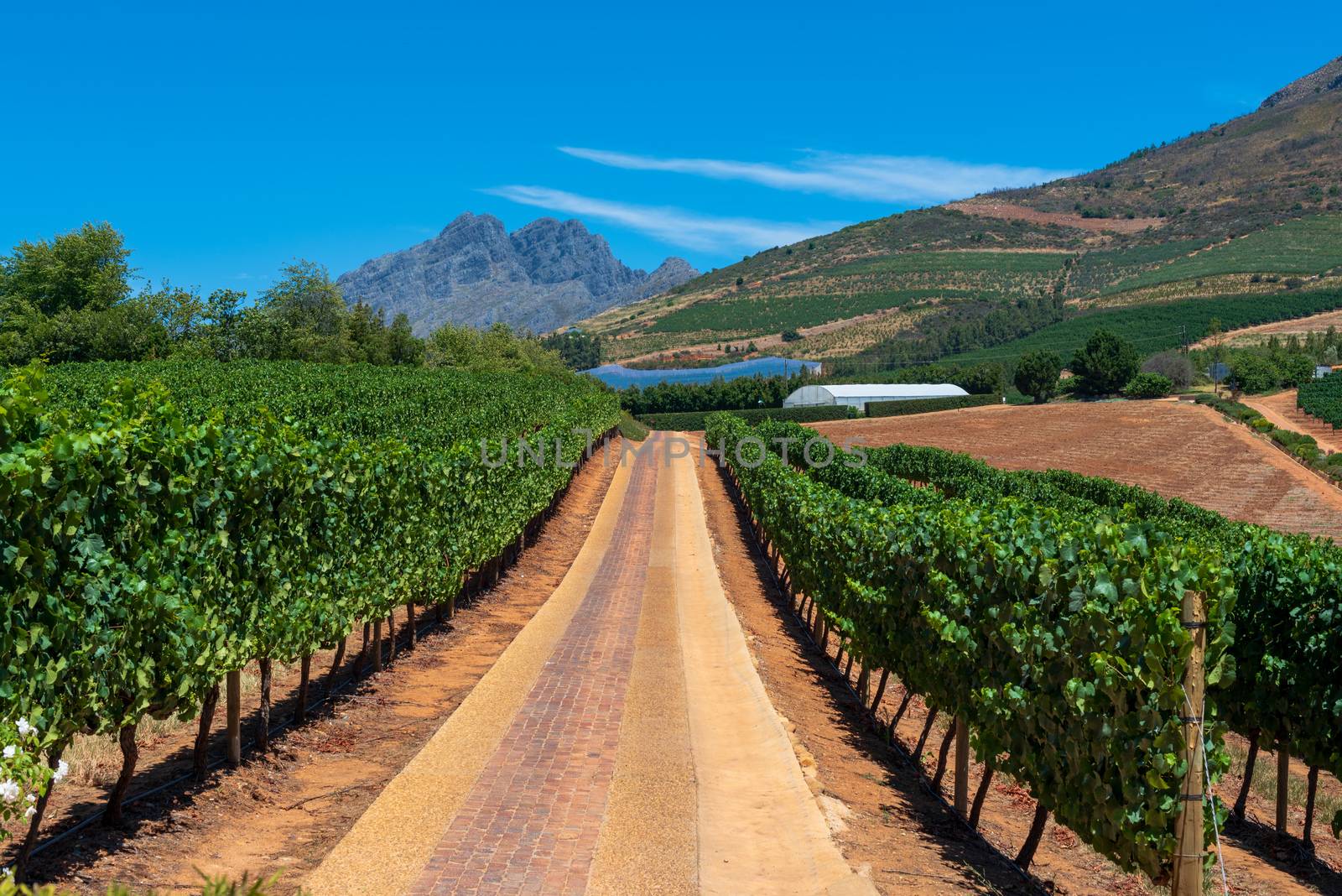 Landscape photo of a South African Vineyard with mountians in the background.