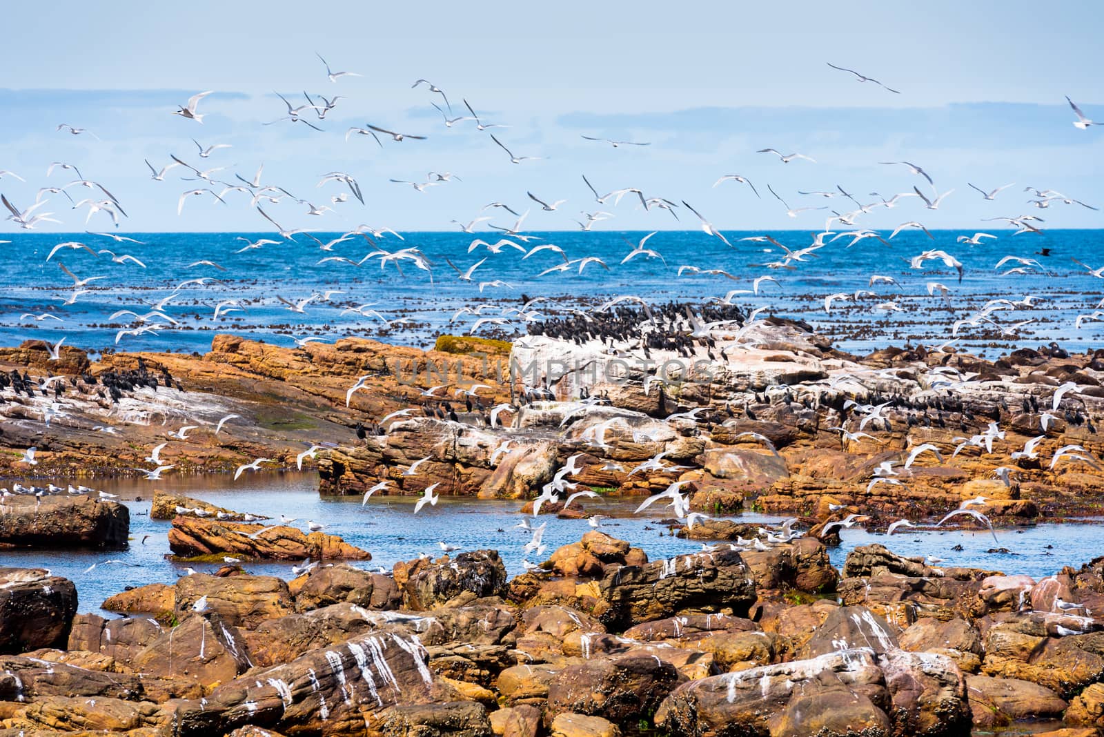 A flock of sea gulls takes to the sky over the Cape of Good Hope