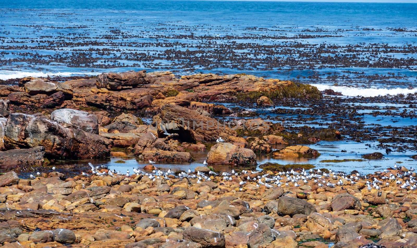 Sea Gulls gather on the rocky shores of the Cape of Good Hope.