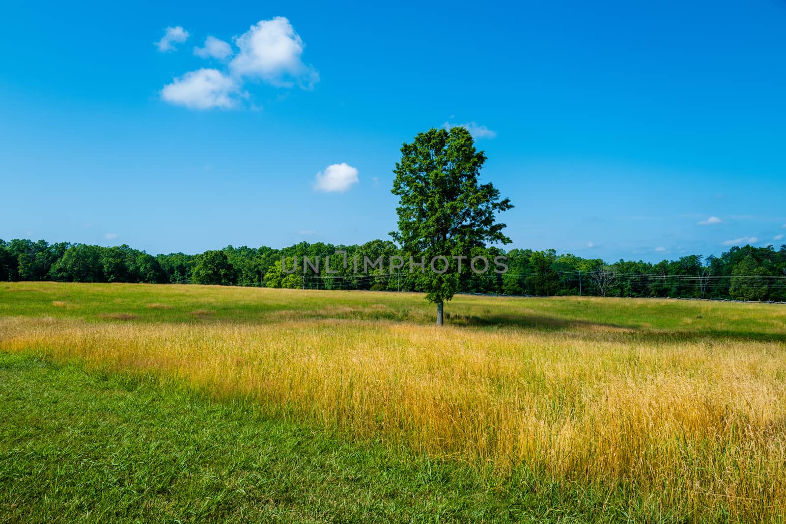 A wide angle photo of a solitary tree in the field at Battlefield National Park in Manassas, the site of the Battle of Bull Run.