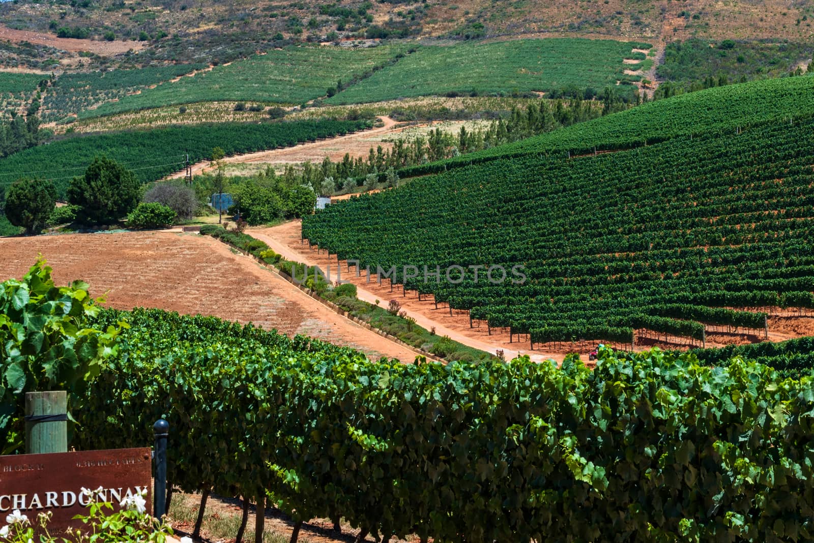 Vineyard in South Africa by jfbenning