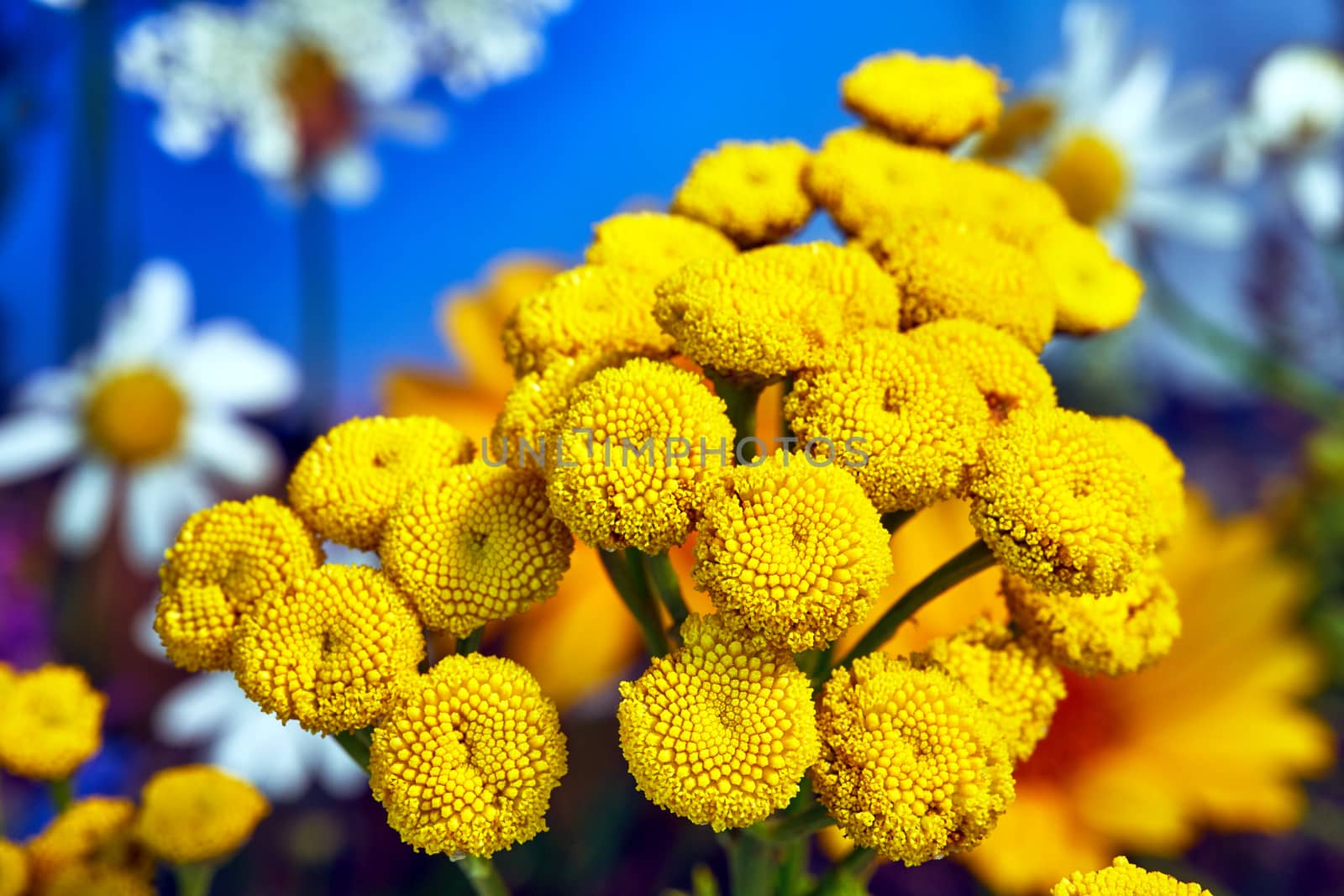 yellow, small balls of blooming vorticot during summer in a meadow in Poland