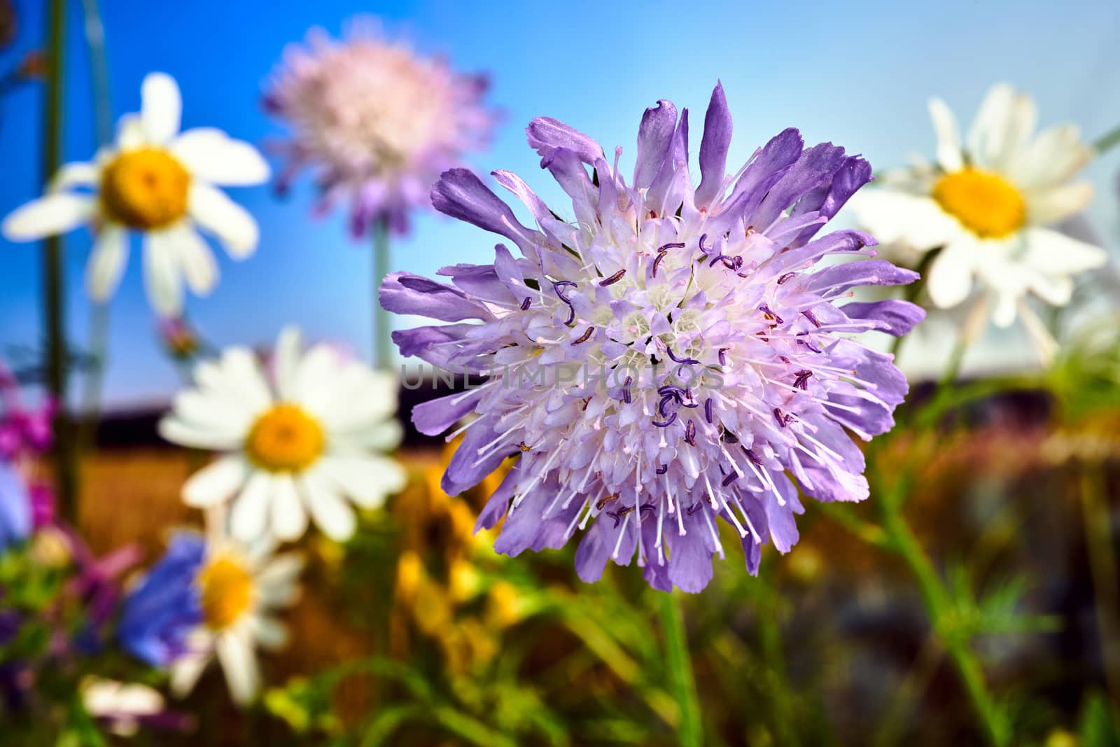 purple, small flower of a blooming thistle during summer in a meadow in Poland