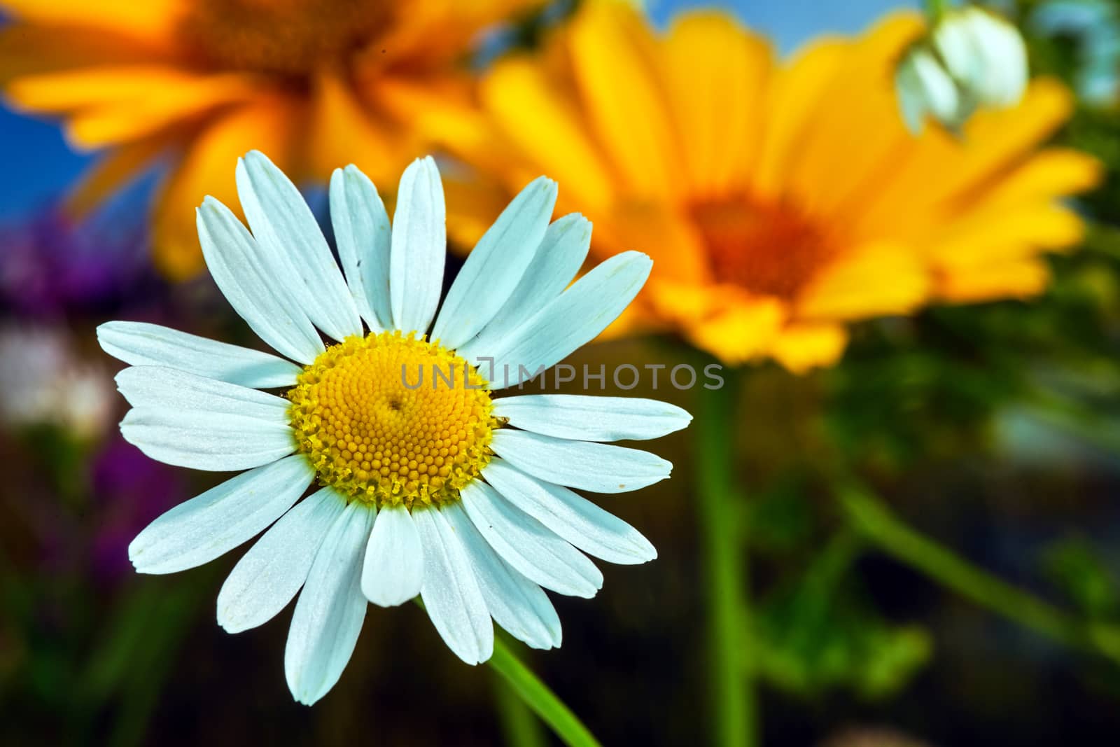 white and yellow tiny flower of blooming chamomile herb during summer in a meadow in Poland