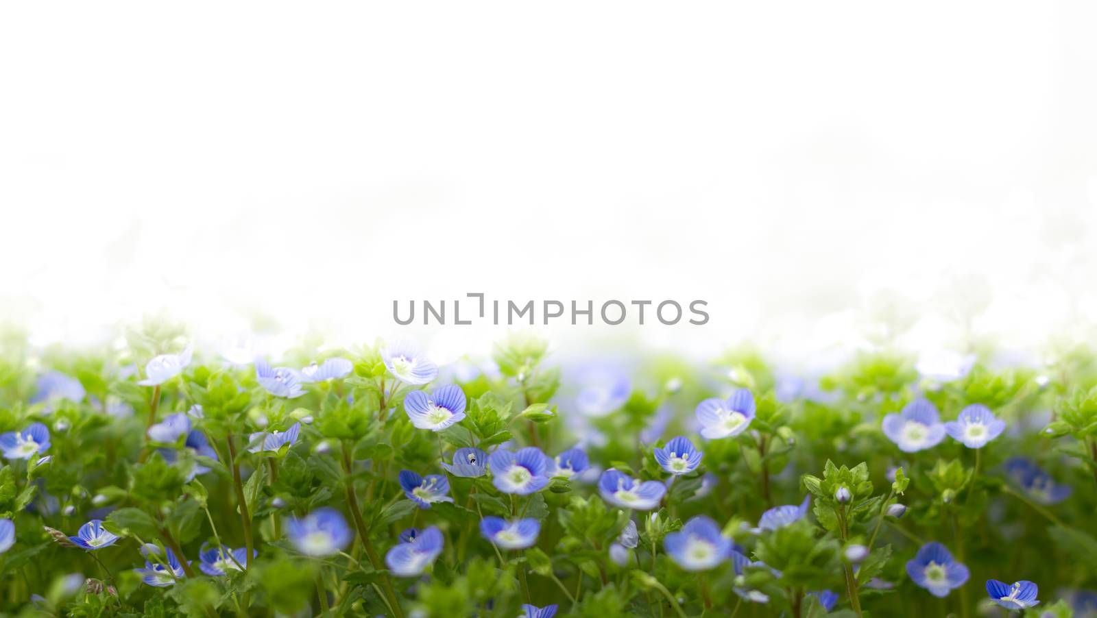Veronica filiformis (Slender speedwell) in natural habitat. With white copyspace for all uses.