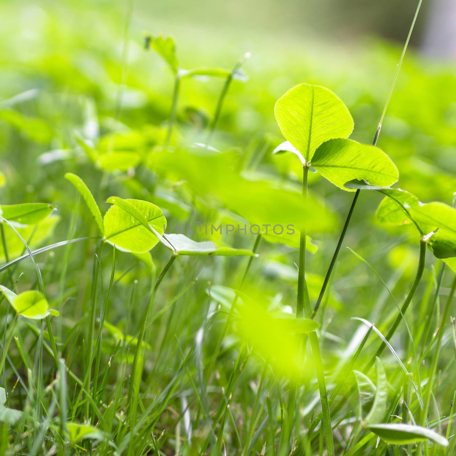 Greed grass with small leaves. Close up shot with selective focus and beautiful natural bokeh.