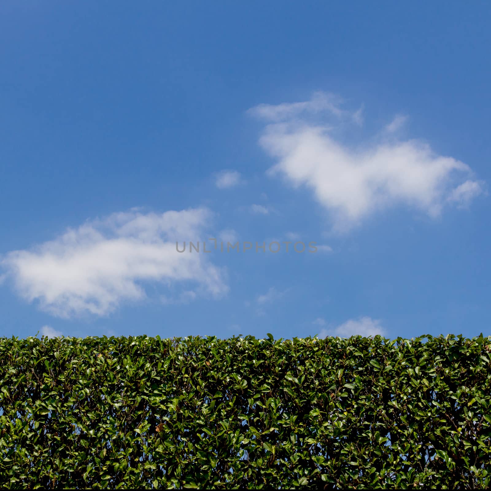 Hedge pruned by germanopoli