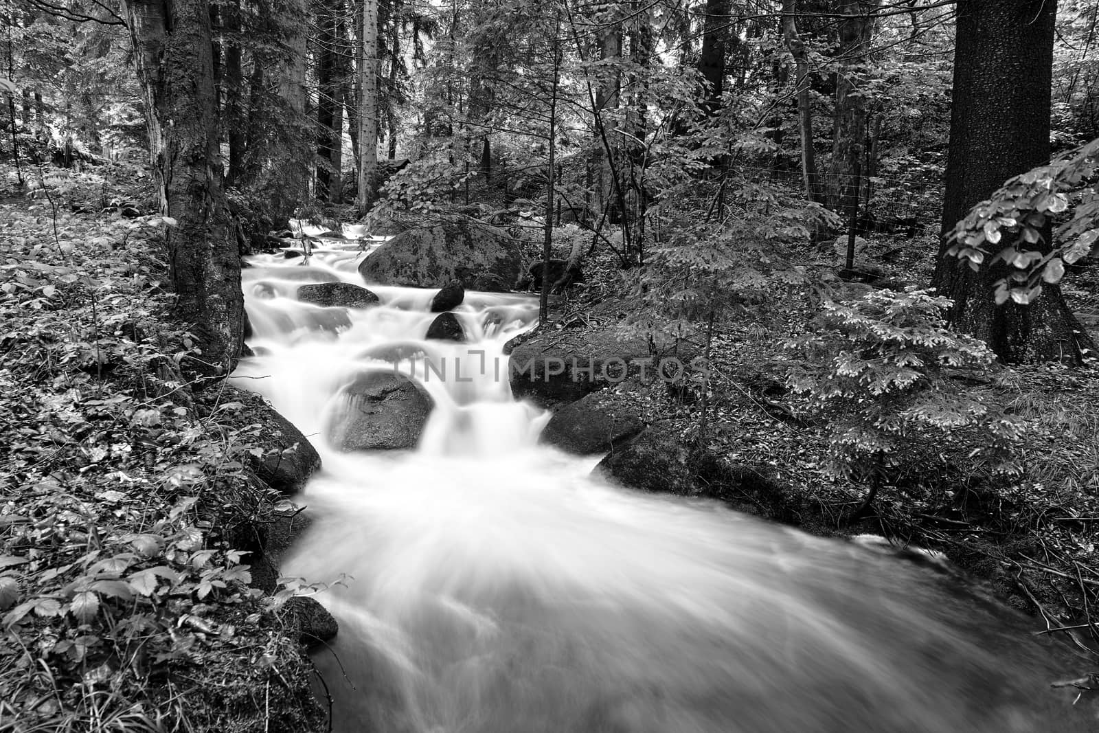 Rocks and boulders in the mountain stream in the forest in the Giant Mountains in Poland, black and white