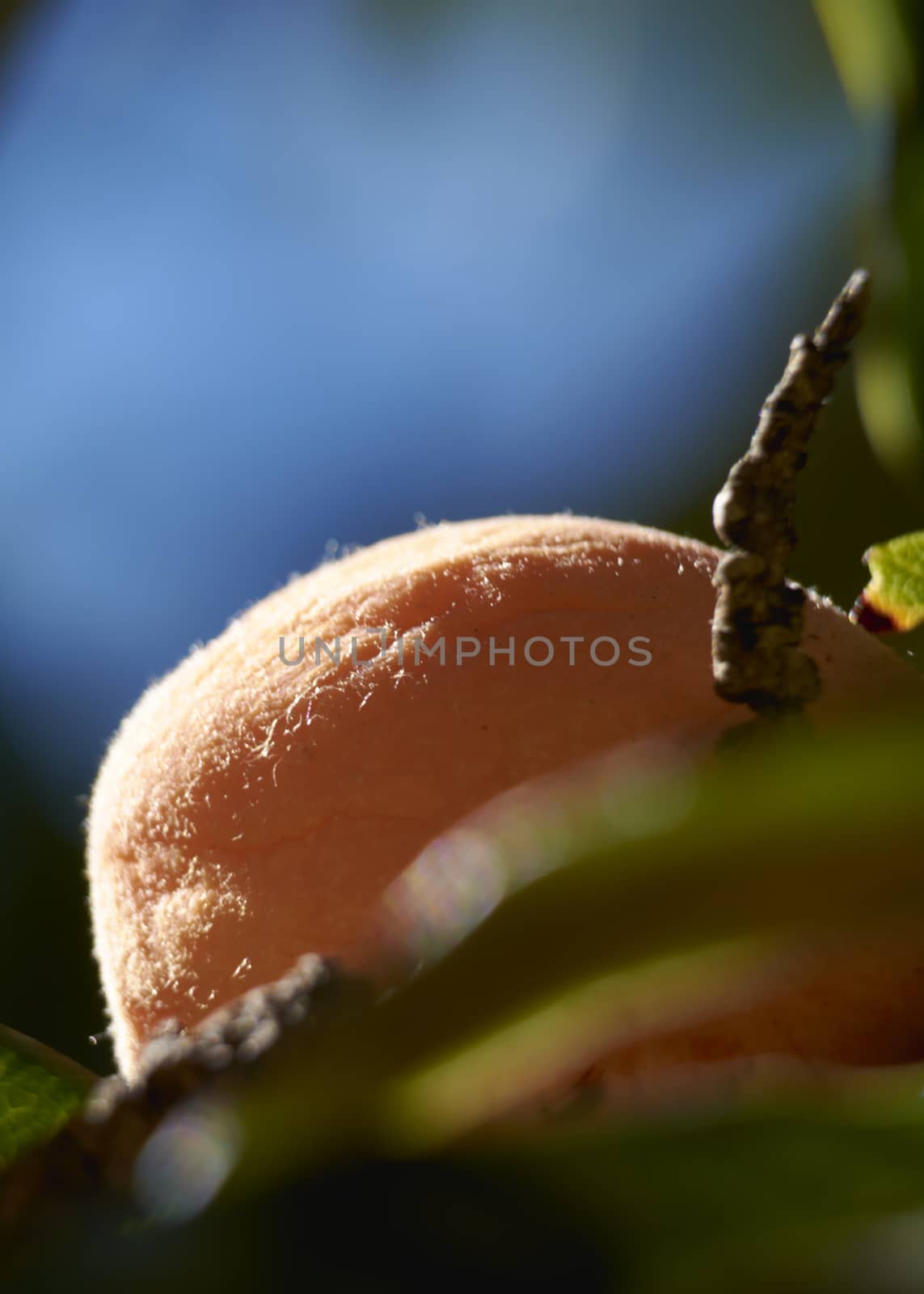Medlar on the tree in sunny day, macro photography, details
