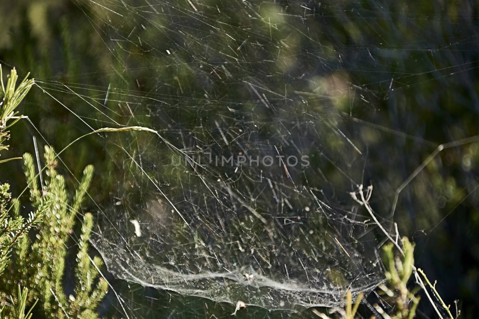 spider web among the vegetation, macro photography, details