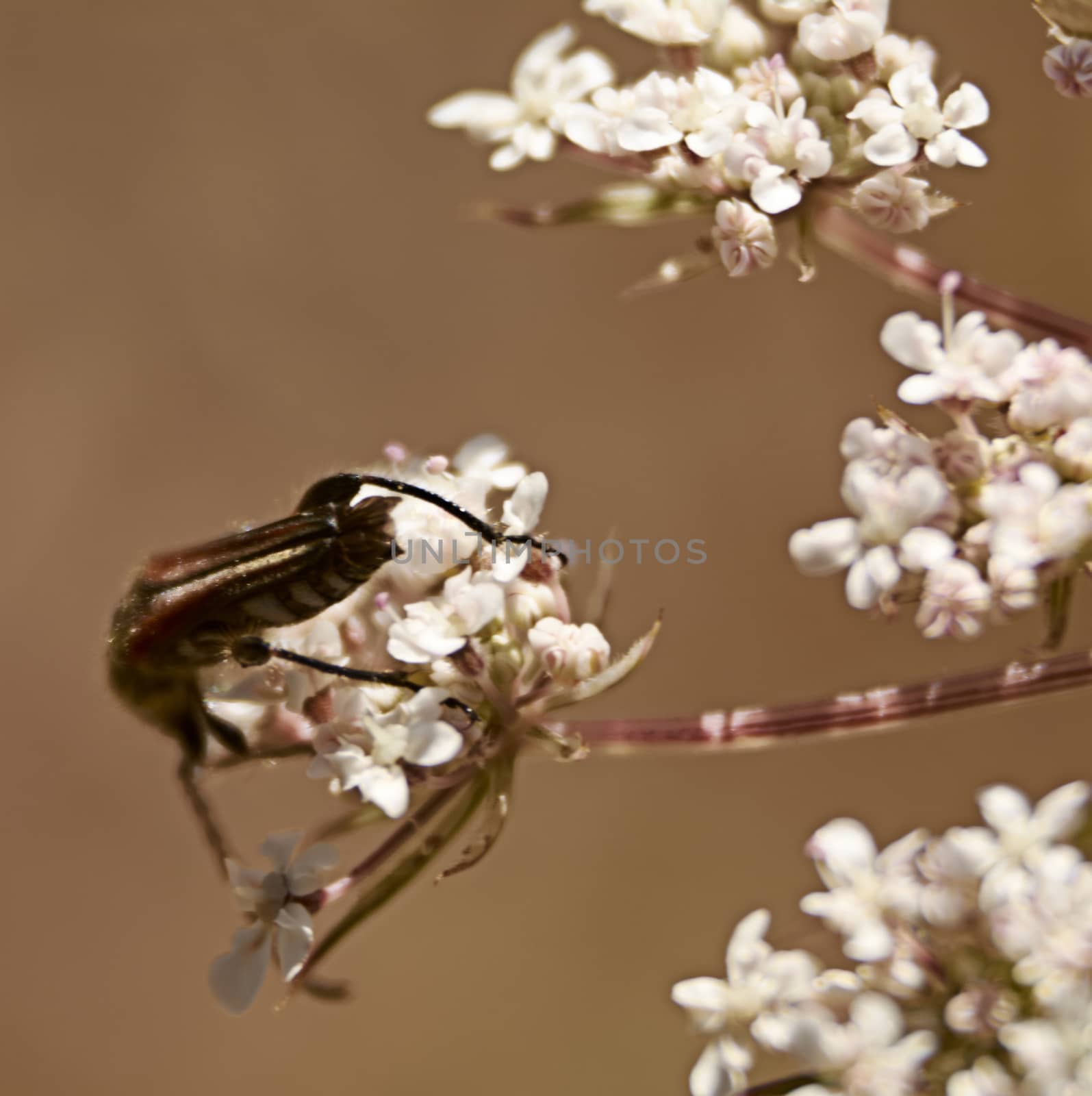 Insect eating pollen on white flowers, macro photography, details, black,