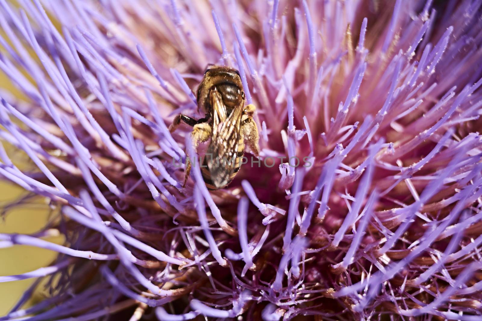 Wasp on pink flower eating pollen, macro photography, details, pollination