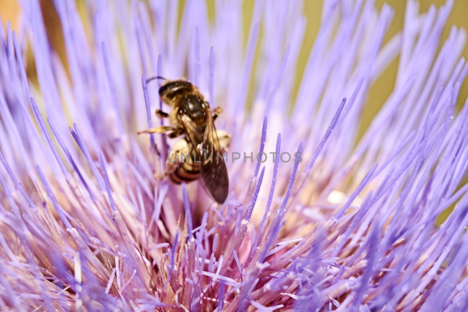 Wasp on pink flower eating pollen, macro photography, details, pollination