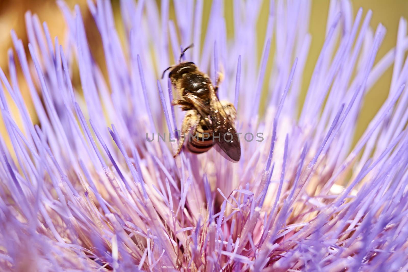 Wasp on pink flower eating pollen by raul_ruiz