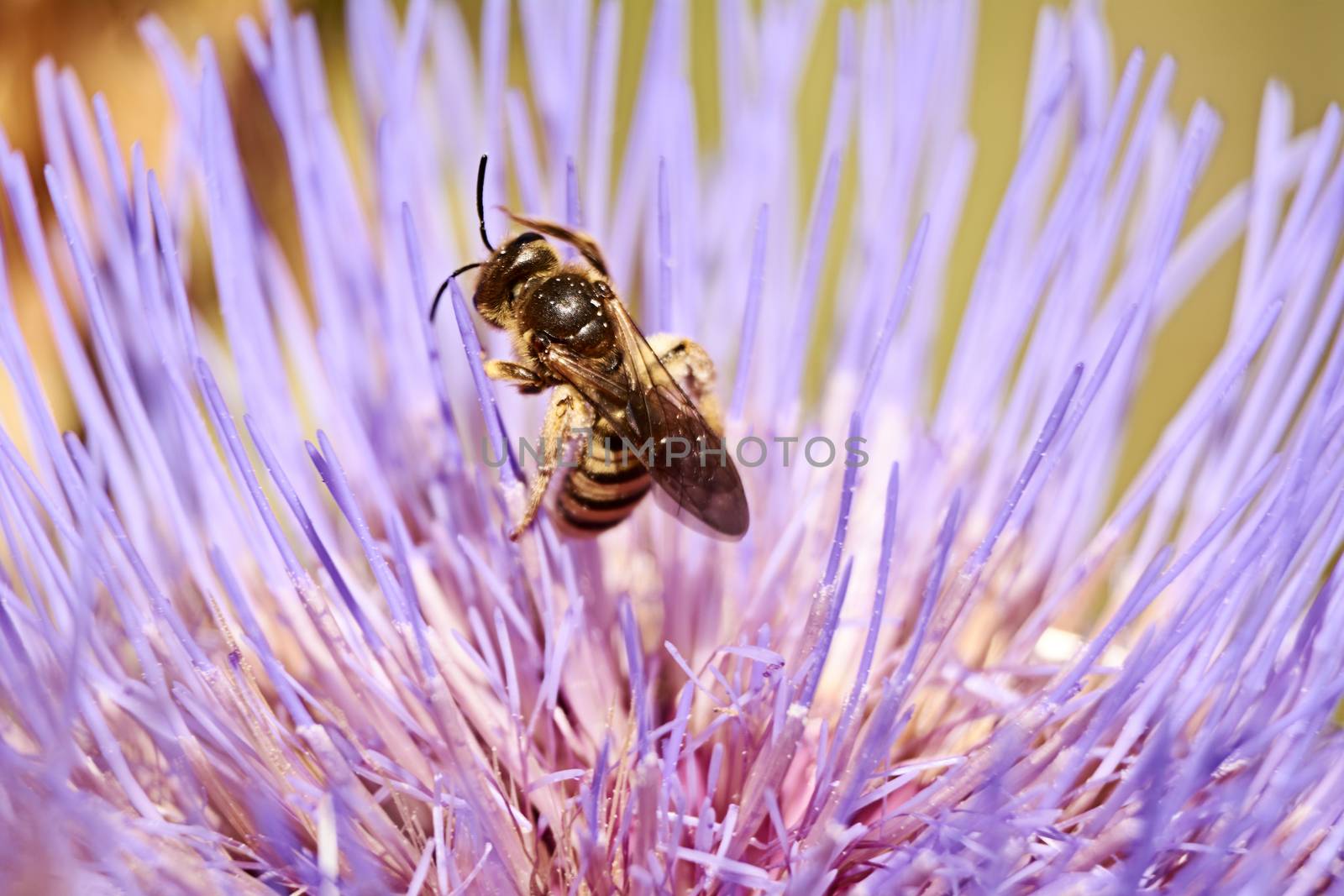 Wasp on pink flower eating pollen by raul_ruiz