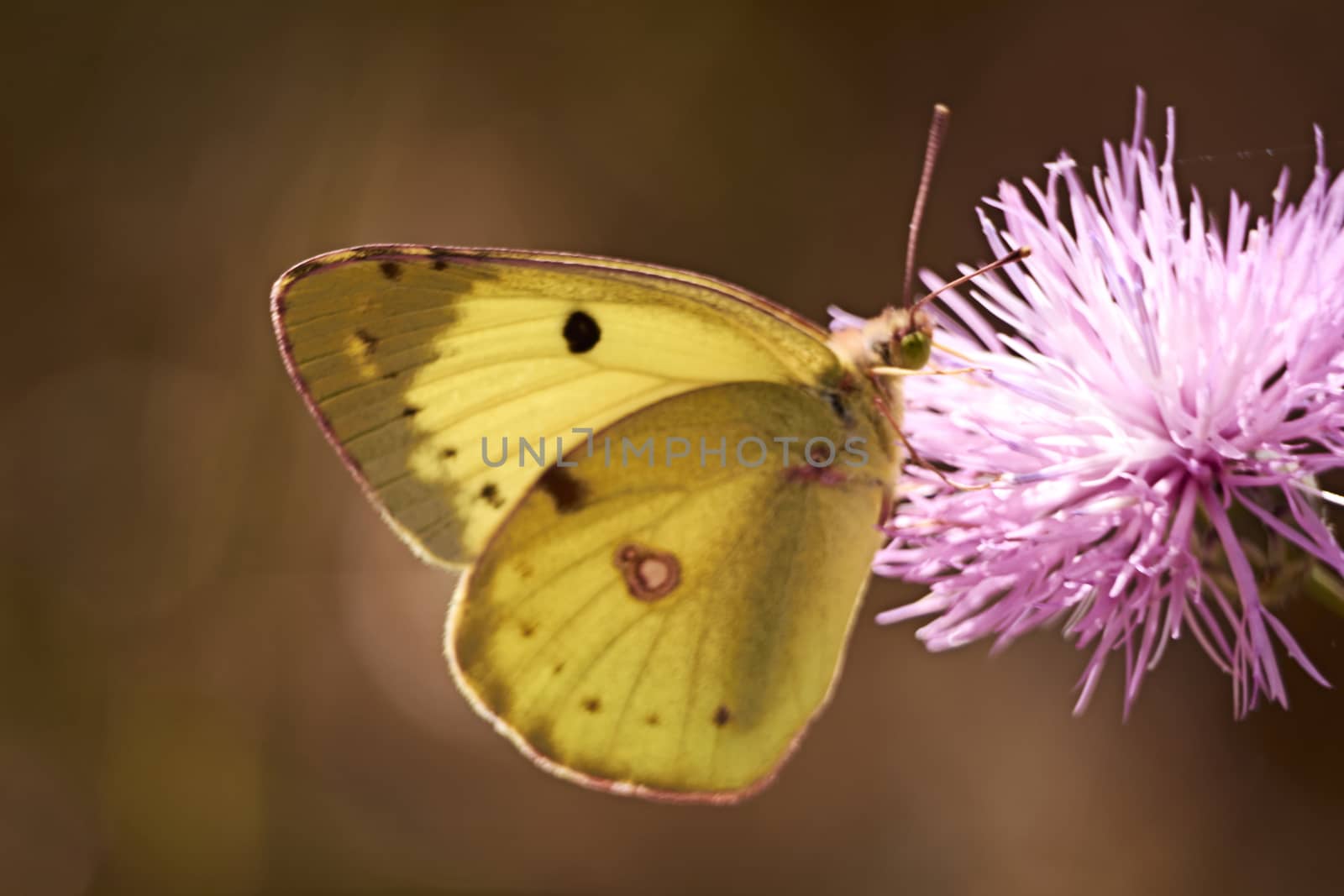 Greenish colored butterfly on a pink flower, macro photography, details,