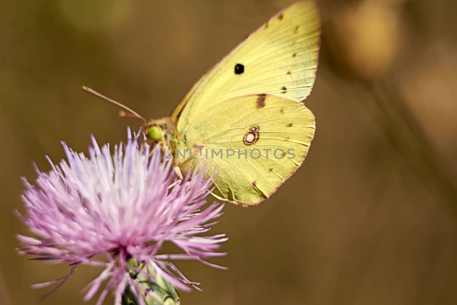 Greenish colored butterfly on a pink flower by raul_ruiz