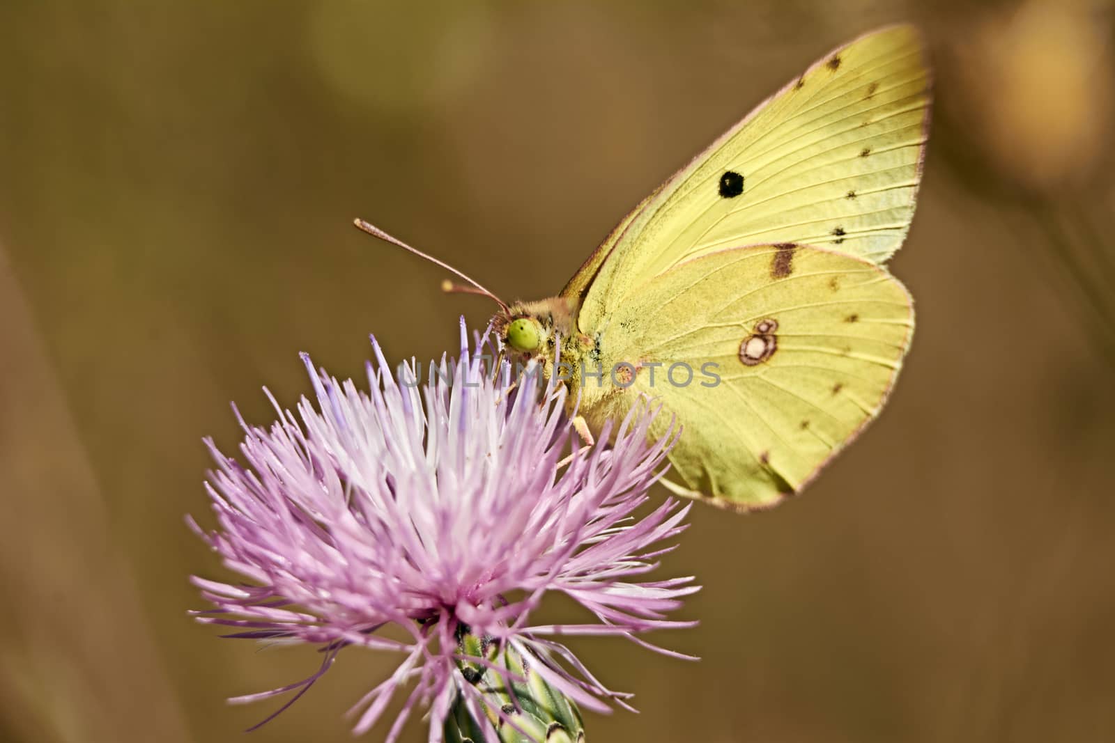 Greenish colored butterfly on a pink flower by raul_ruiz
