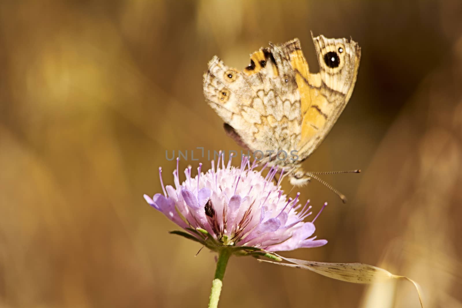 Ocher colored butterfly on a pink flower, by raul_ruiz