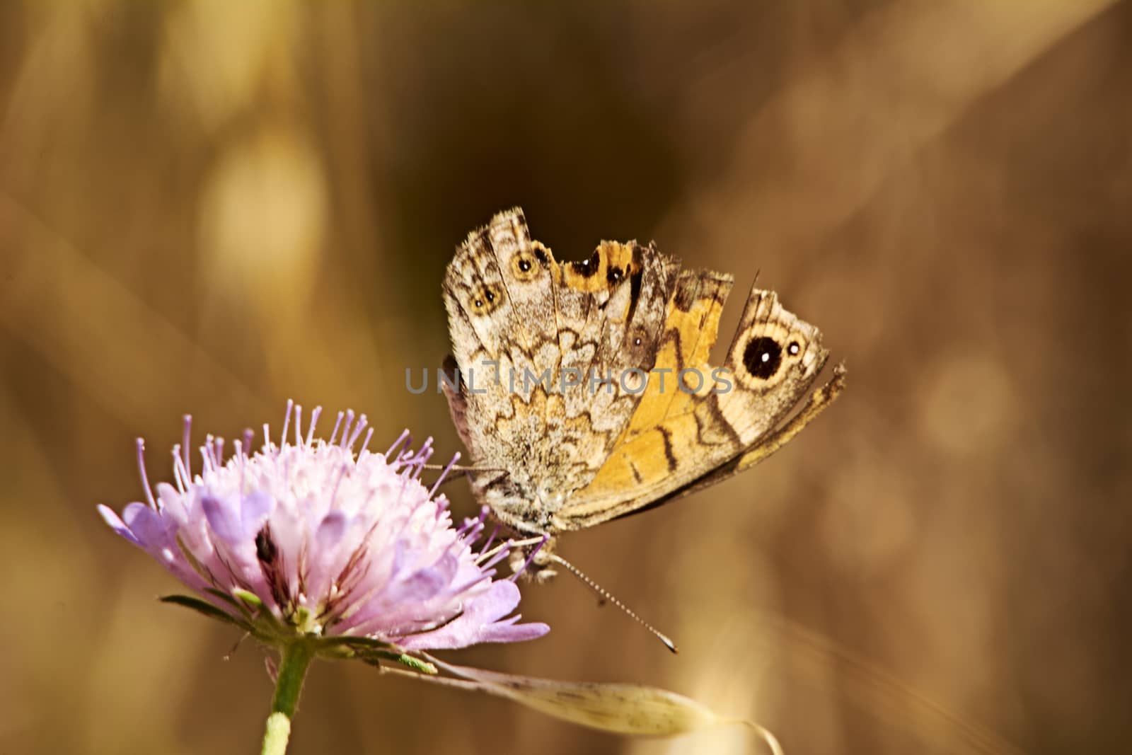 Ocher colored butterfly on a pink flower, macro photography, details,