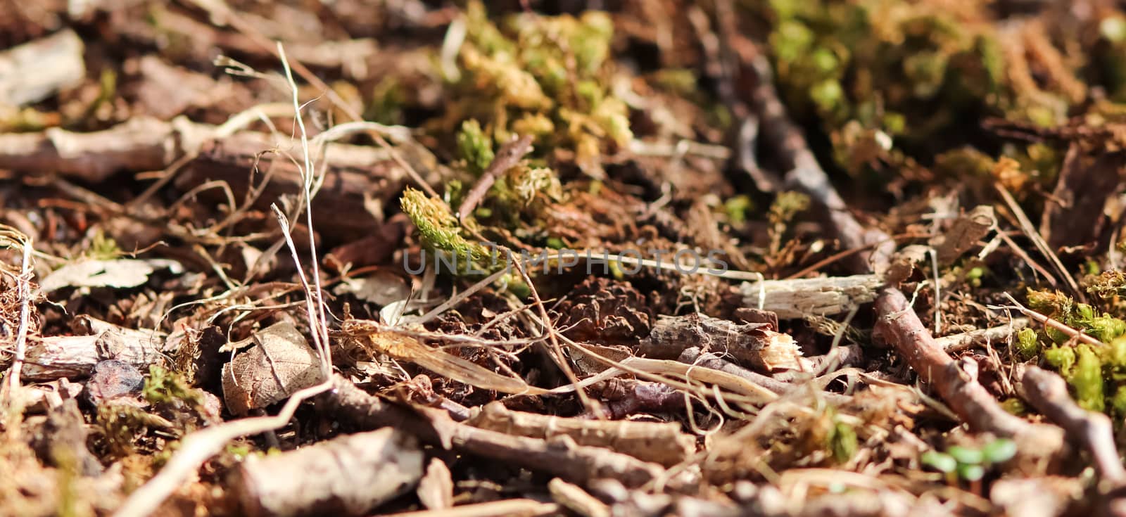 Detailed close up view on a forest ground texture with moss and branches found in a european forest