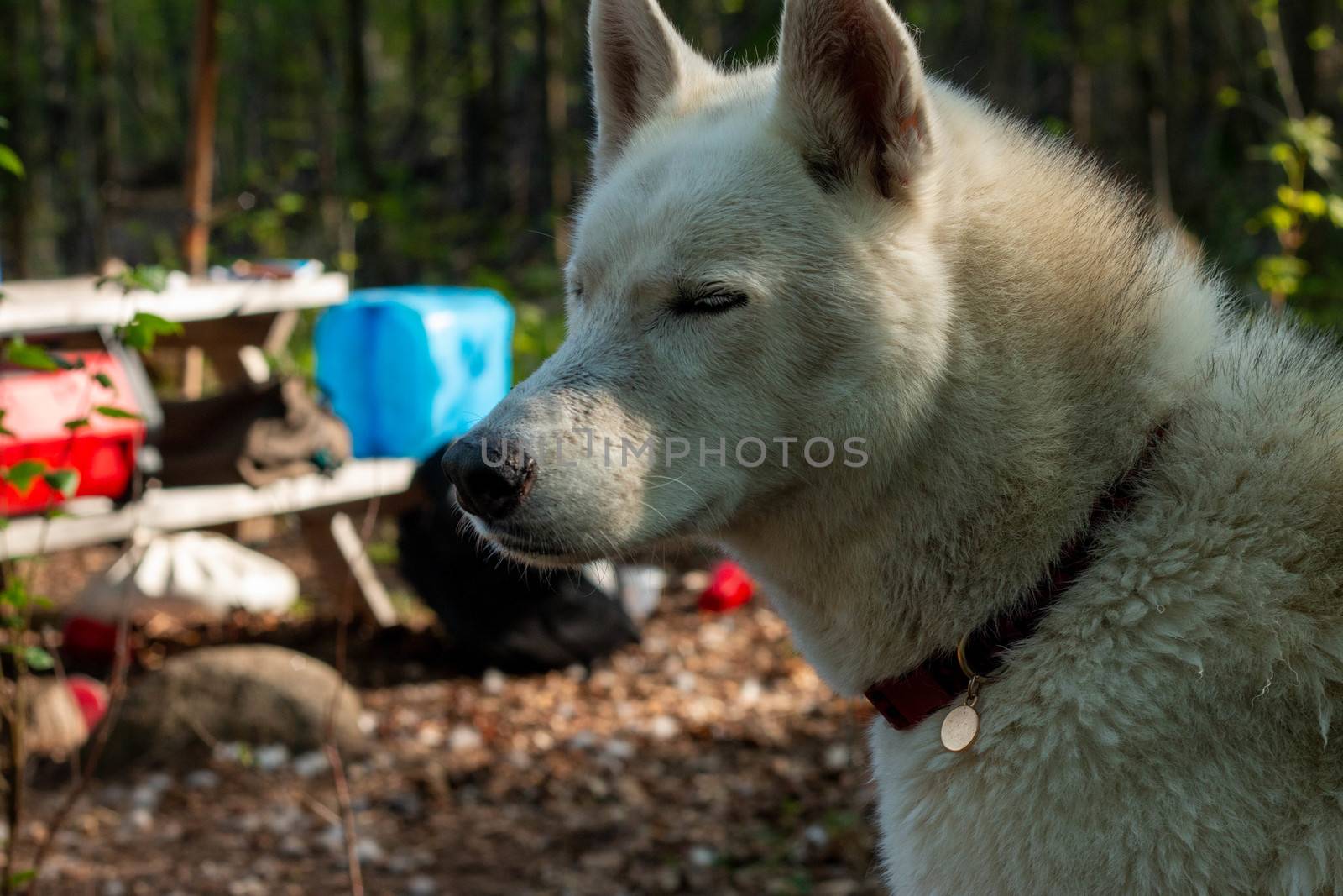 Two husky dogs stand on the background of a tent in tourist camping in the summer forest. by mynewturtle1