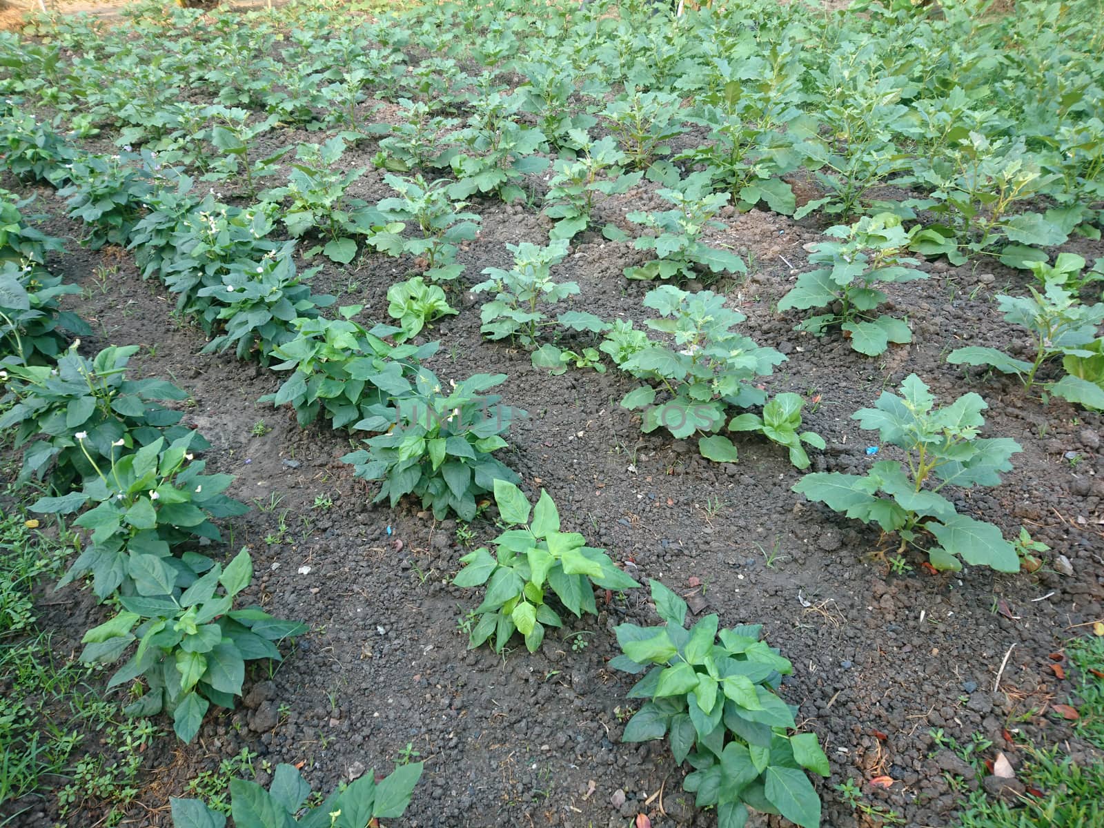 Organic vegetable plot in garden by liewluck