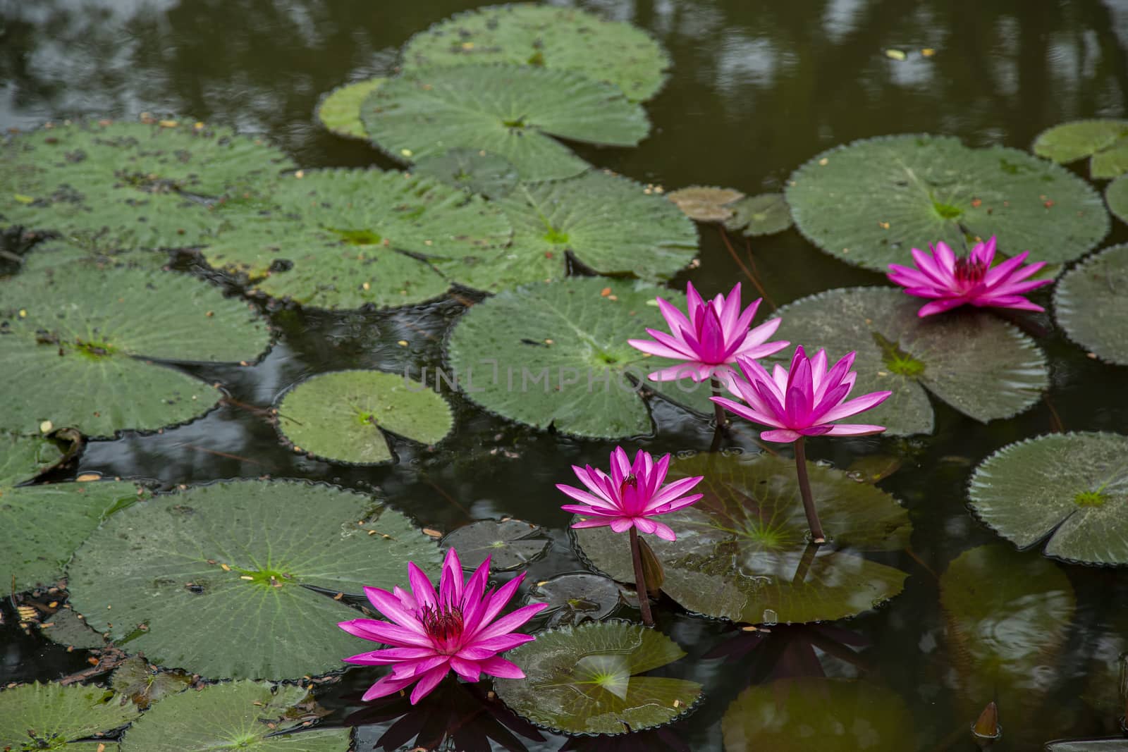 Pink lotus blossom blooming in the pond