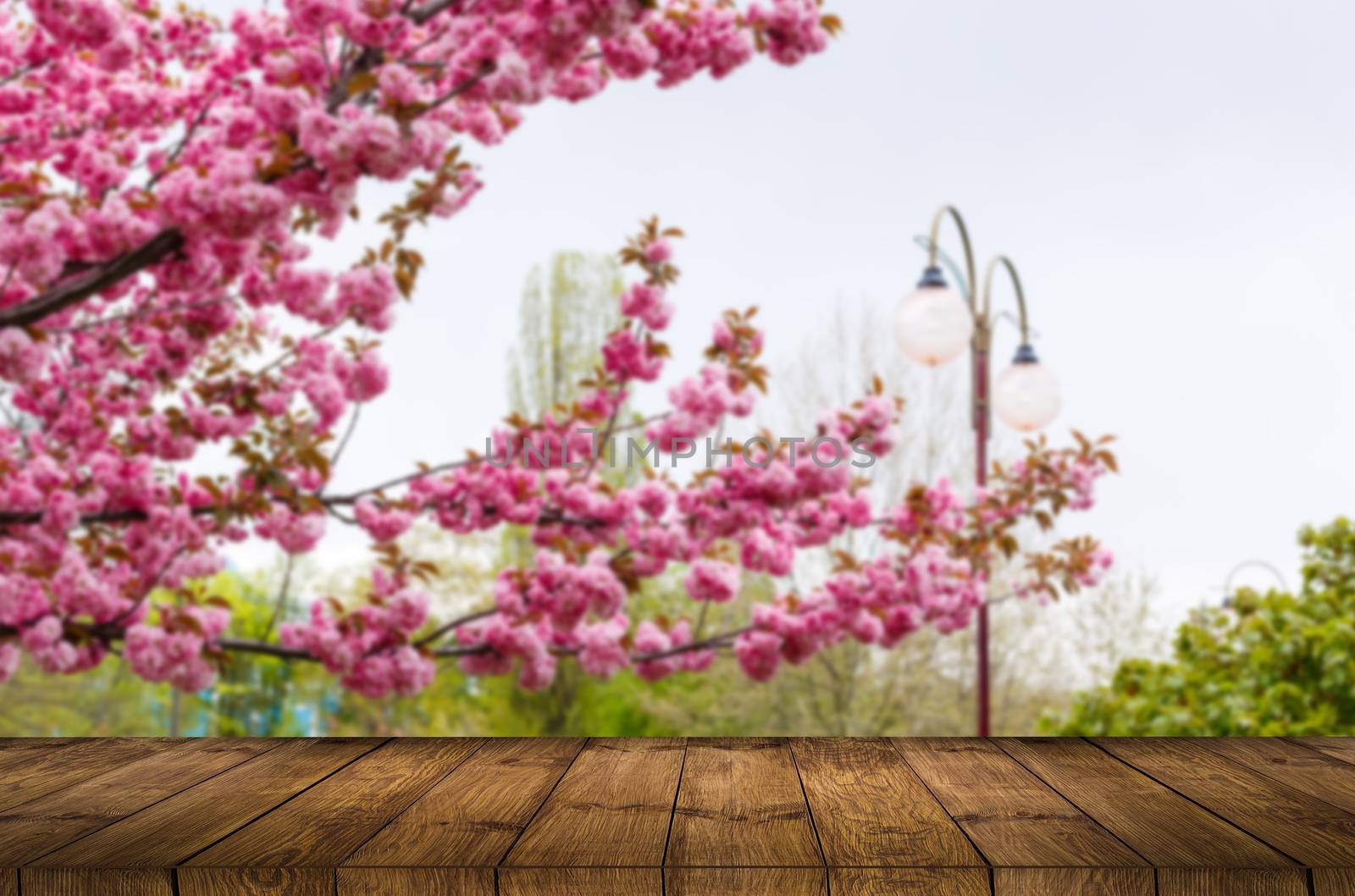 A group of pink flowersundefined