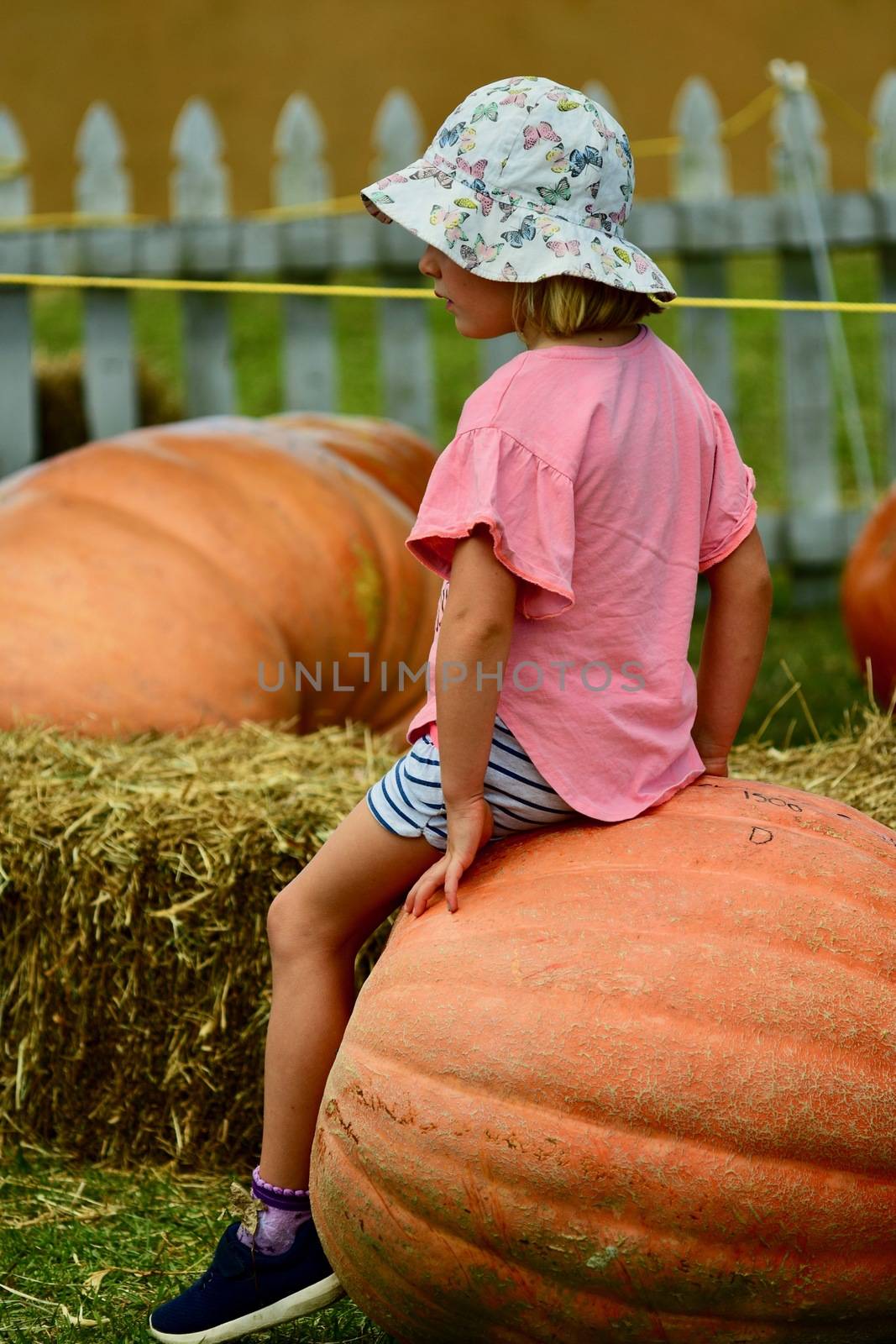Auckland, New Zealand - Mar 2020. A cute child sitting on a giant pumpkin. Farmers market, with colourful pumpkins on display. by Marshalkina