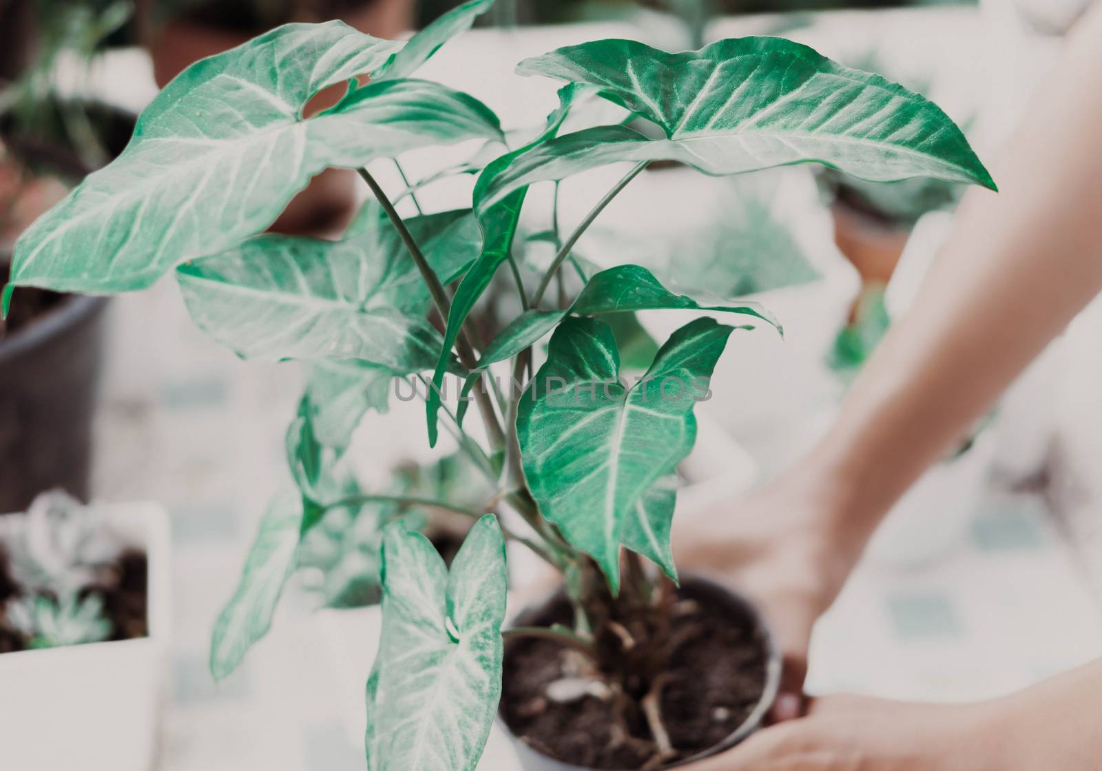 Woman hand holding fresh green arrowhead vine plant (Syngonium podophyllum) in black pot